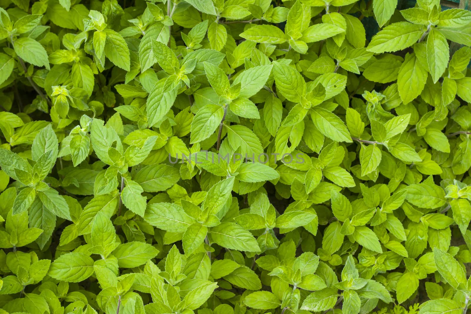 Mint grows in nature background. Spearmint herb leaves. Summer season peppermint plant