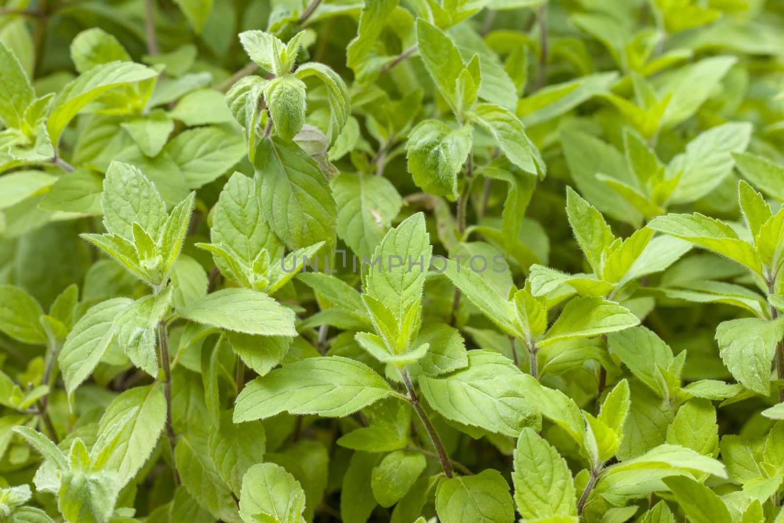 Plant mint grows in nature. Spearmint herb. Summer season peppermint