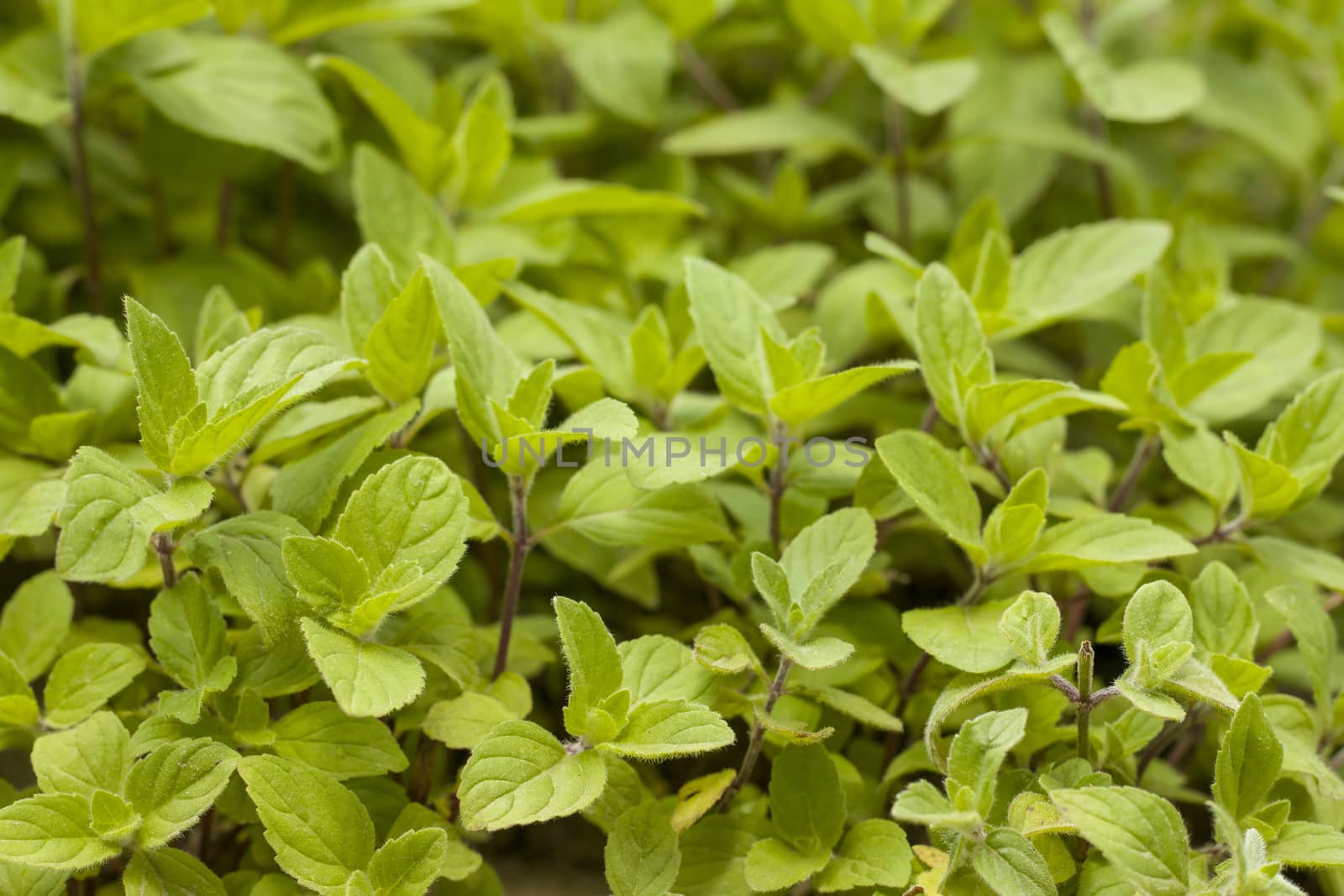 Young mint grows in nature. Spearmint herb leaves. Summer season peppermint plant background
