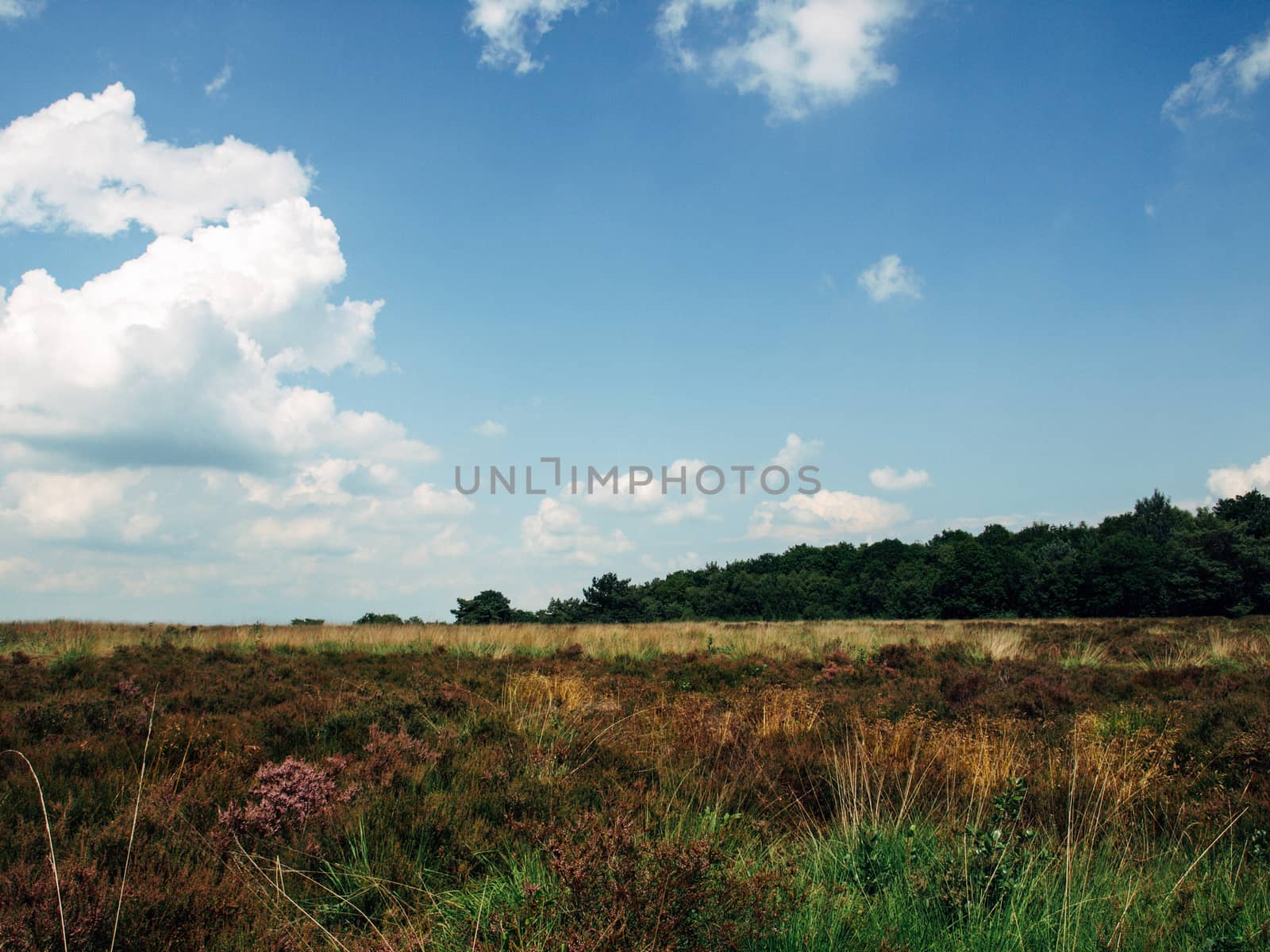 Field ar meadow with trees and blue sky at summer