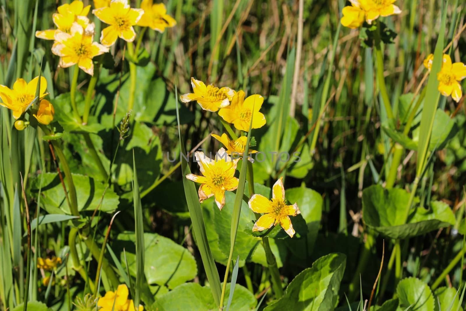 close up of marsh marigold or kingcup (Caltha palustris)