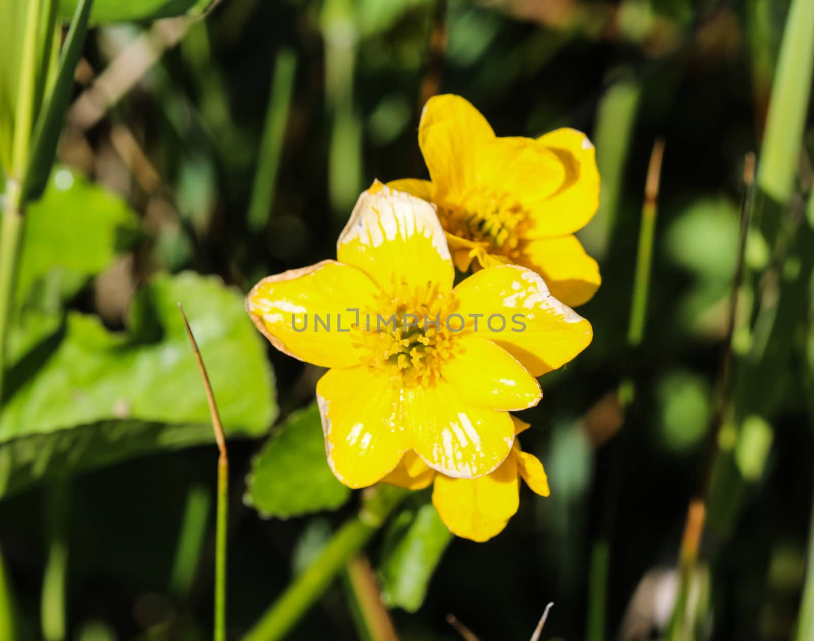 close up of marsh marigold or kingcup (Caltha palustris)