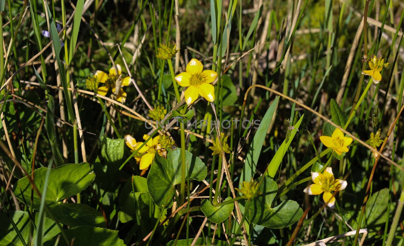 close up of marsh marigold or kingcup (Caltha palustris)