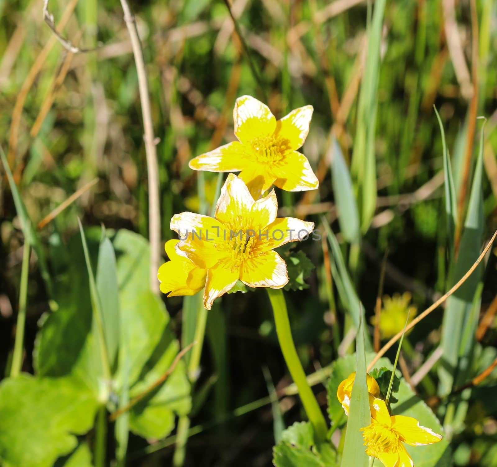 close up of marsh marigold or kingcup (Caltha palustris)