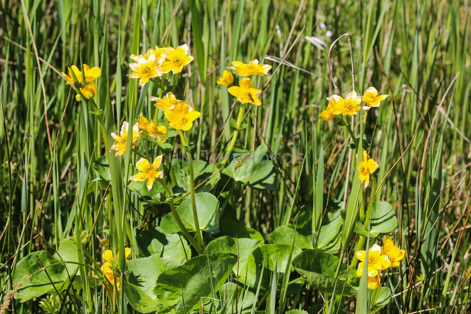 close up of marsh marigold or kingcup (Caltha palustris)