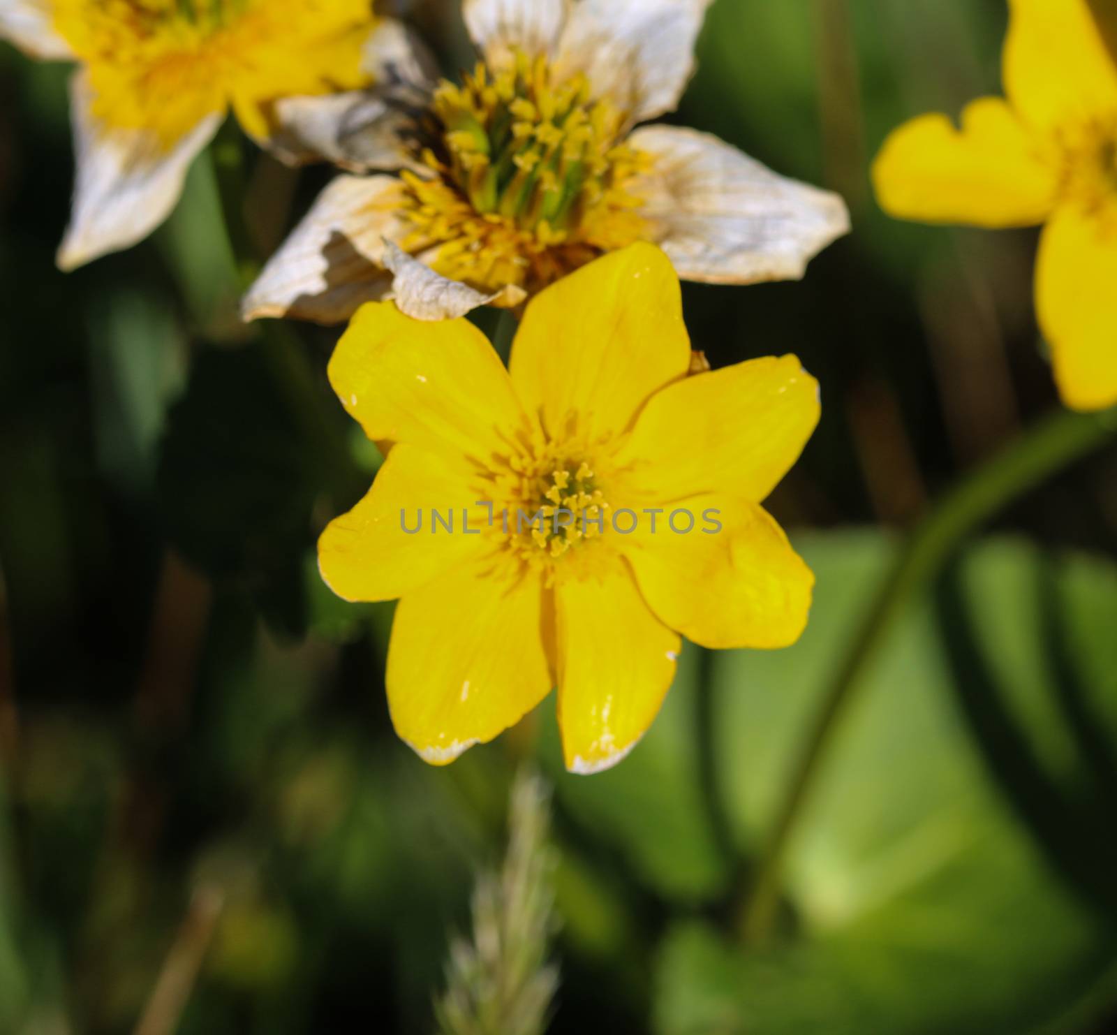 close up of marsh marigold or kingcup (Caltha palustris)