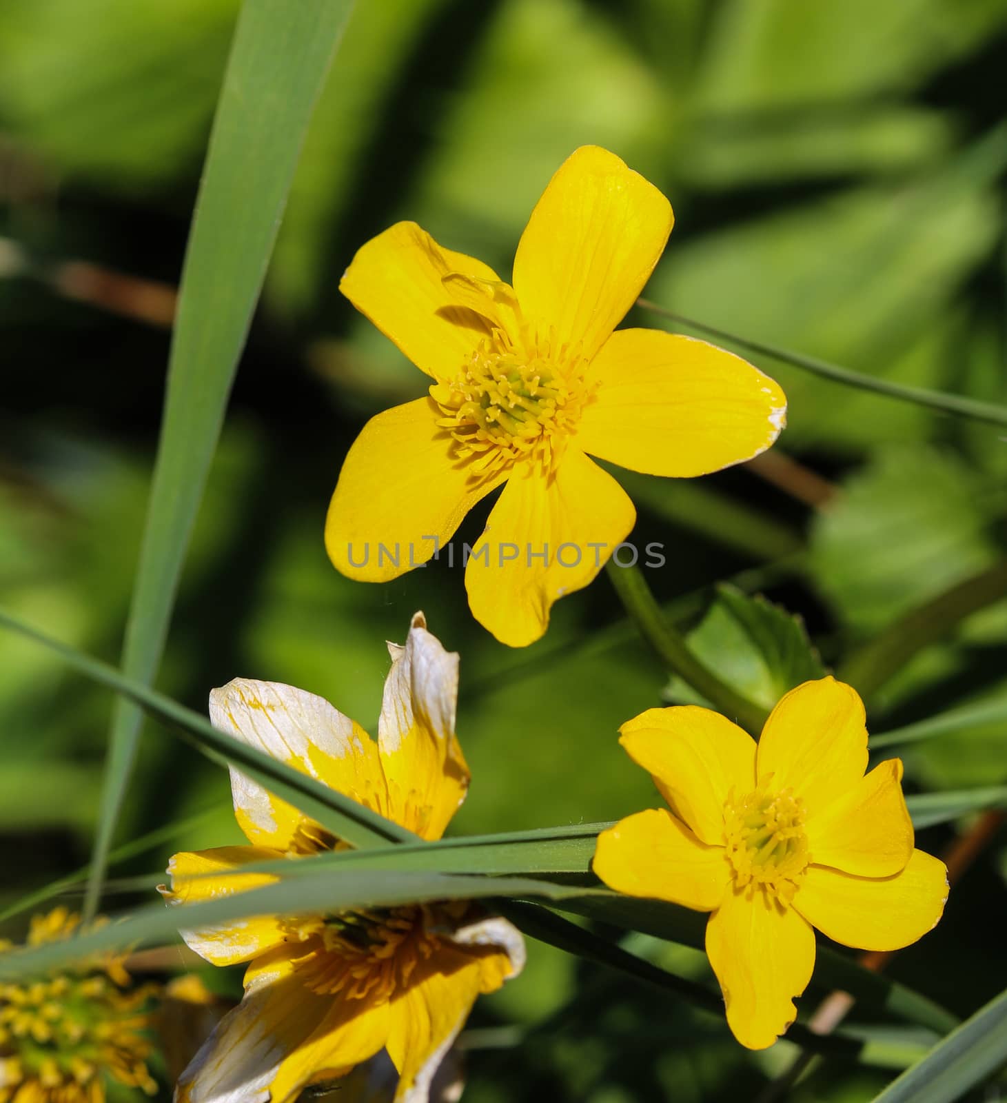 close up of marsh marigold or kingcup (Caltha palustris)