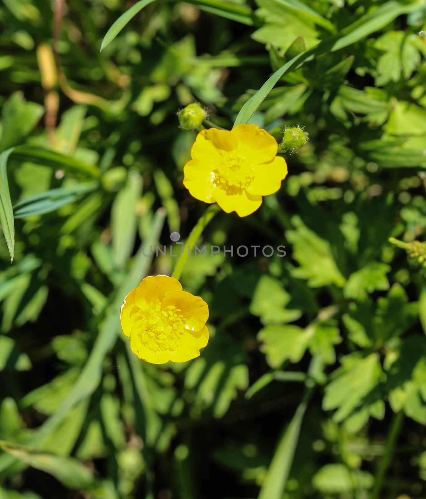 close up of common meadow buttercup or tall buttercup (Ranunculus acris) blooming in spring