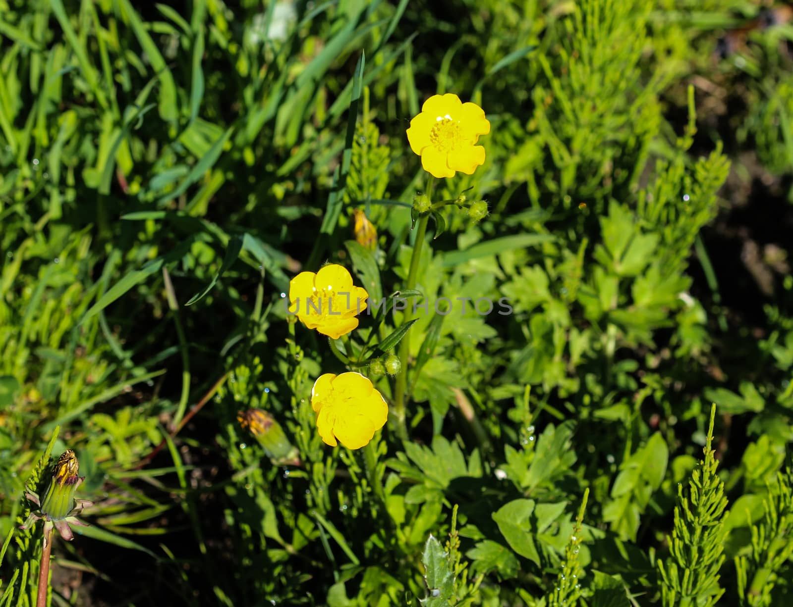 close up of common meadow buttercup or tall buttercup (Ranunculus acris) blooming in spring