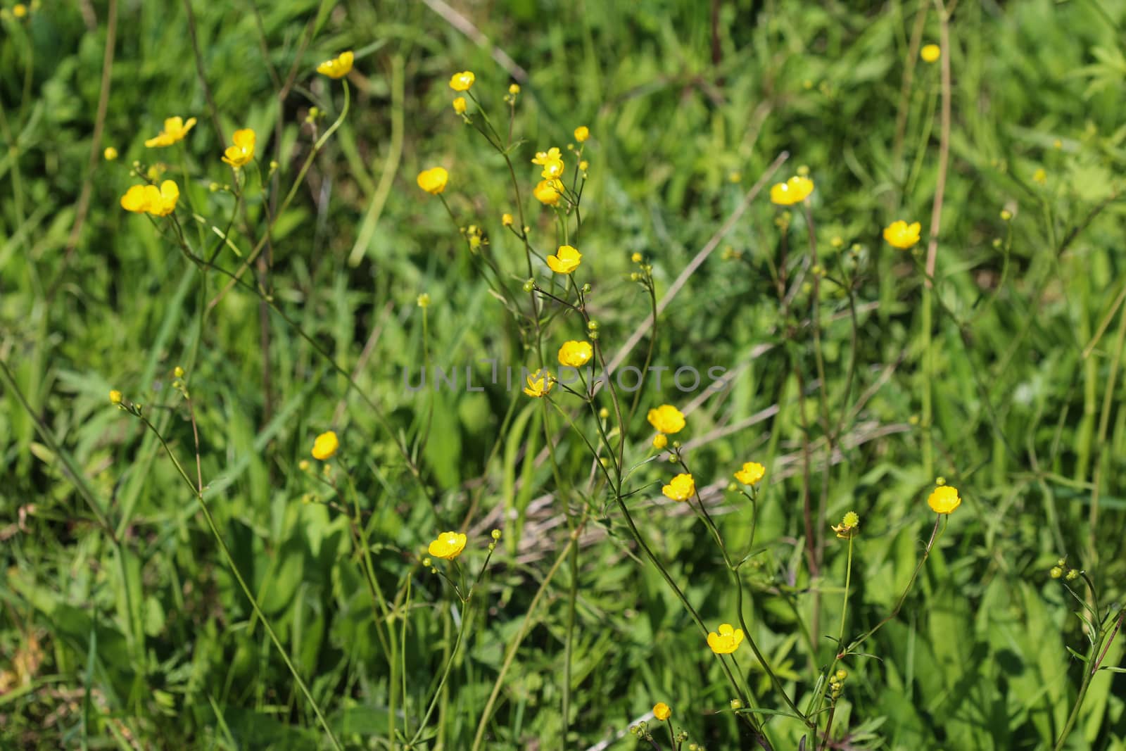 close up of common meadow buttercup or tall buttercup (Ranunculus acris) blooming in spring