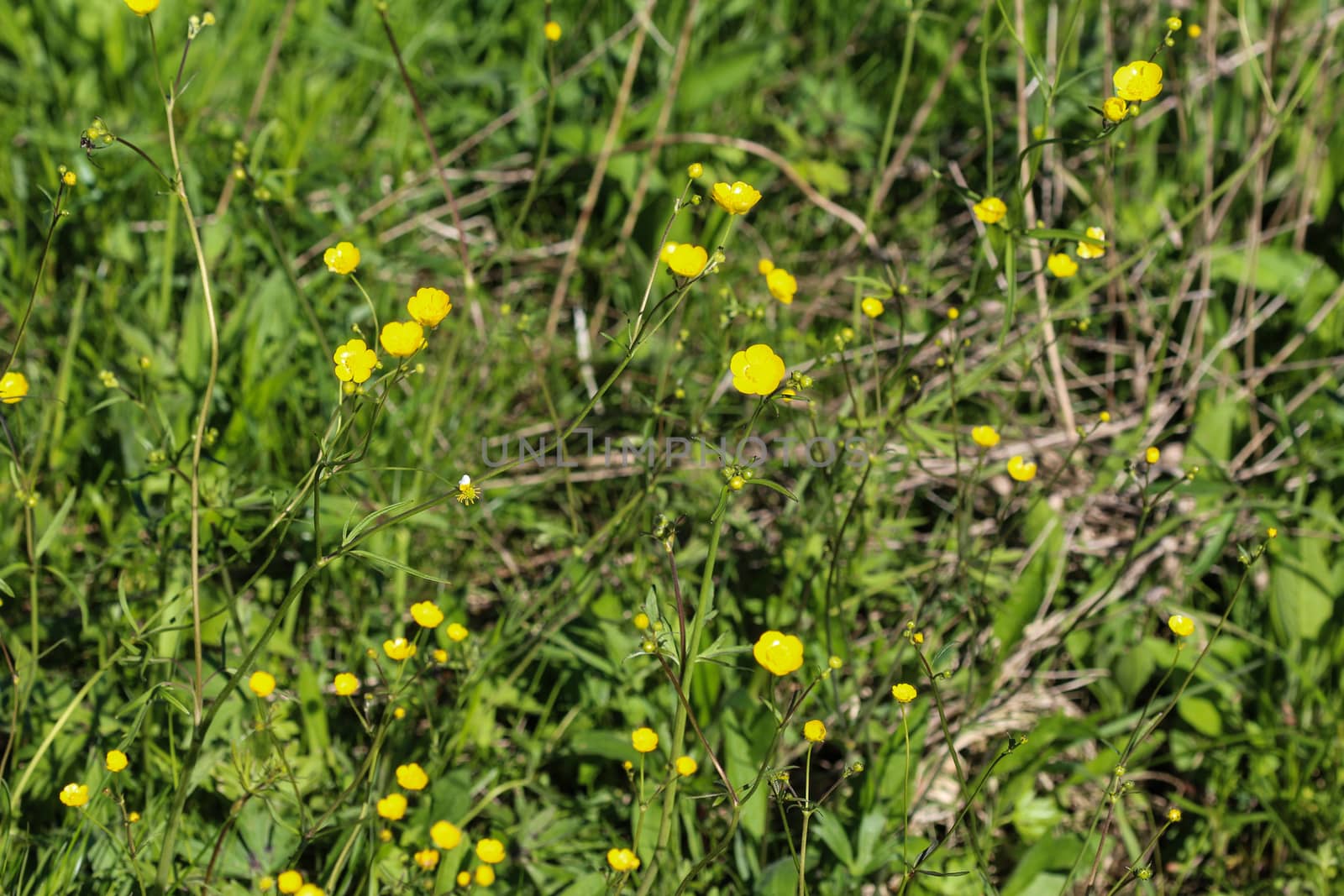 close up of common meadow buttercup or tall buttercup (Ranunculus acris) blooming in spring