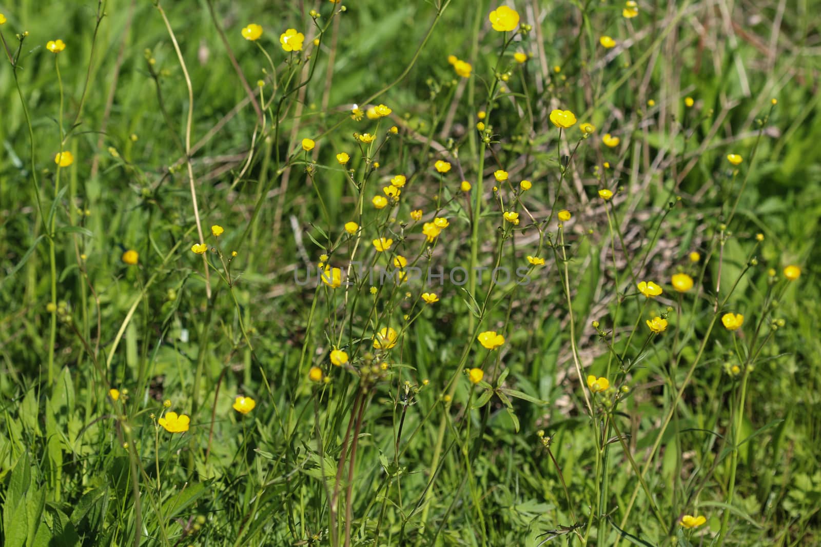 close up of common meadow buttercup or tall buttercup (Ranunculus acris) blooming in spring