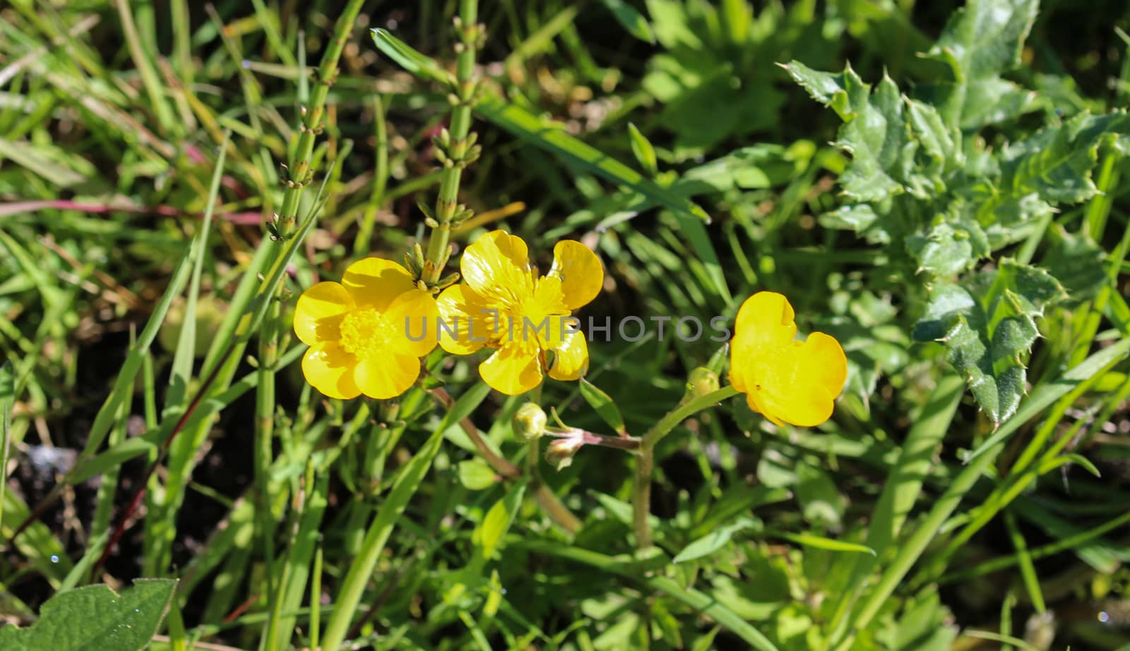 close up of common meadow buttercup or tall buttercup (Ranunculus acris) blooming in spring