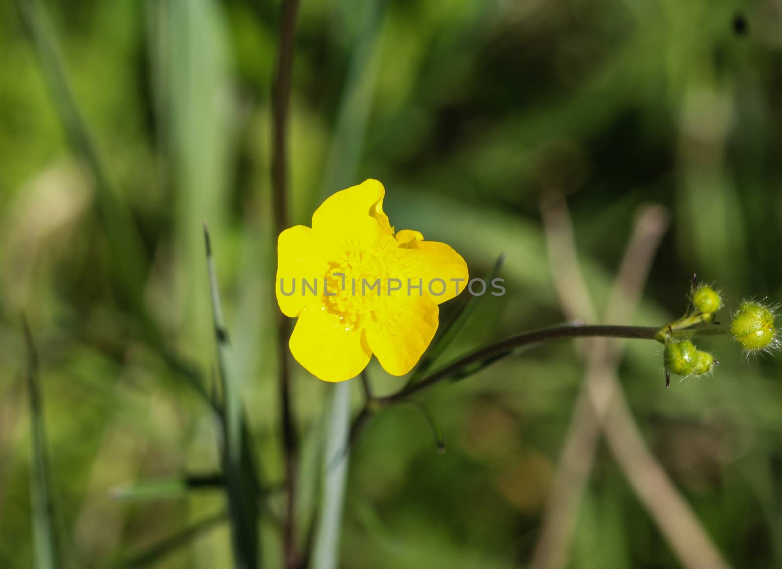 close up of common meadow buttercup or tall buttercup (Ranunculus acris) blooming in spring