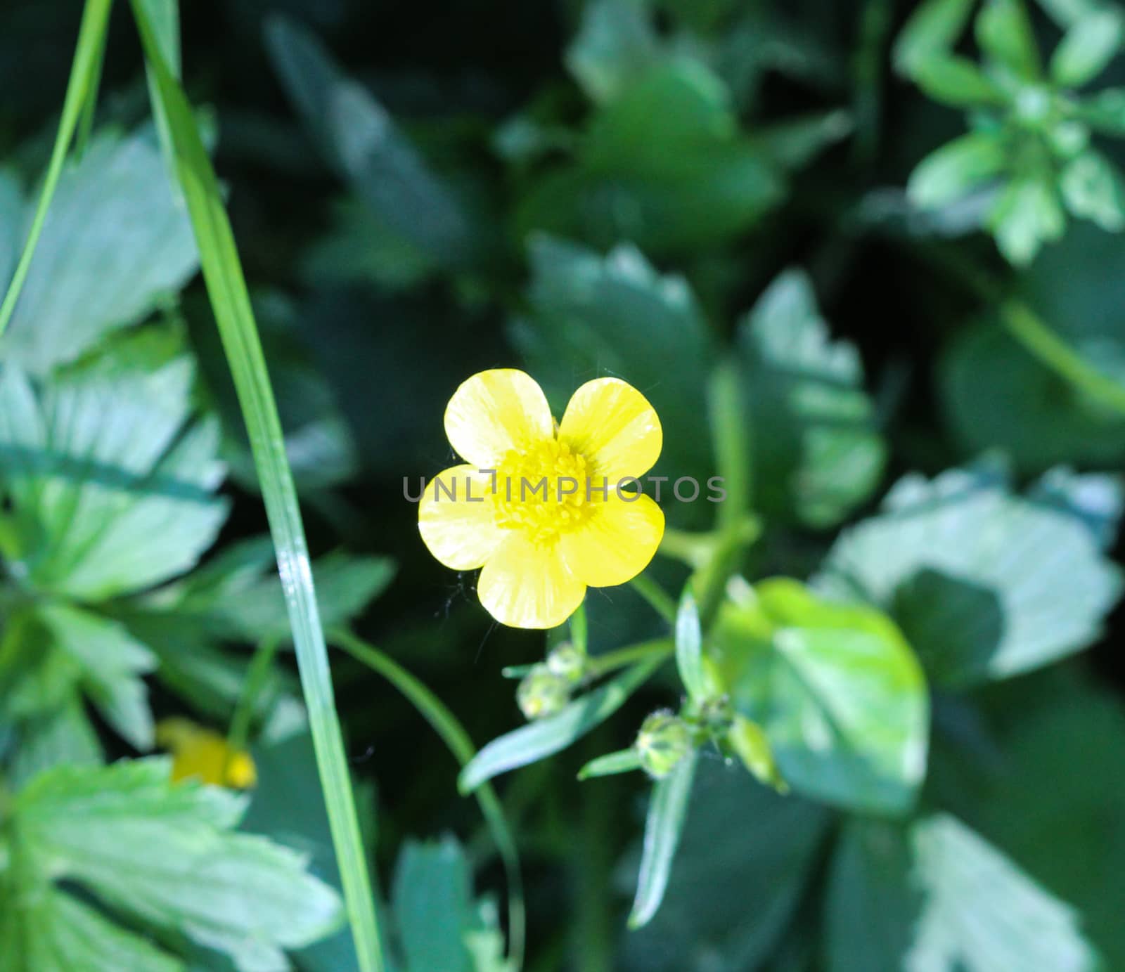 close up of common meadow buttercup or tall buttercup (Ranunculus acris) blooming in spring
