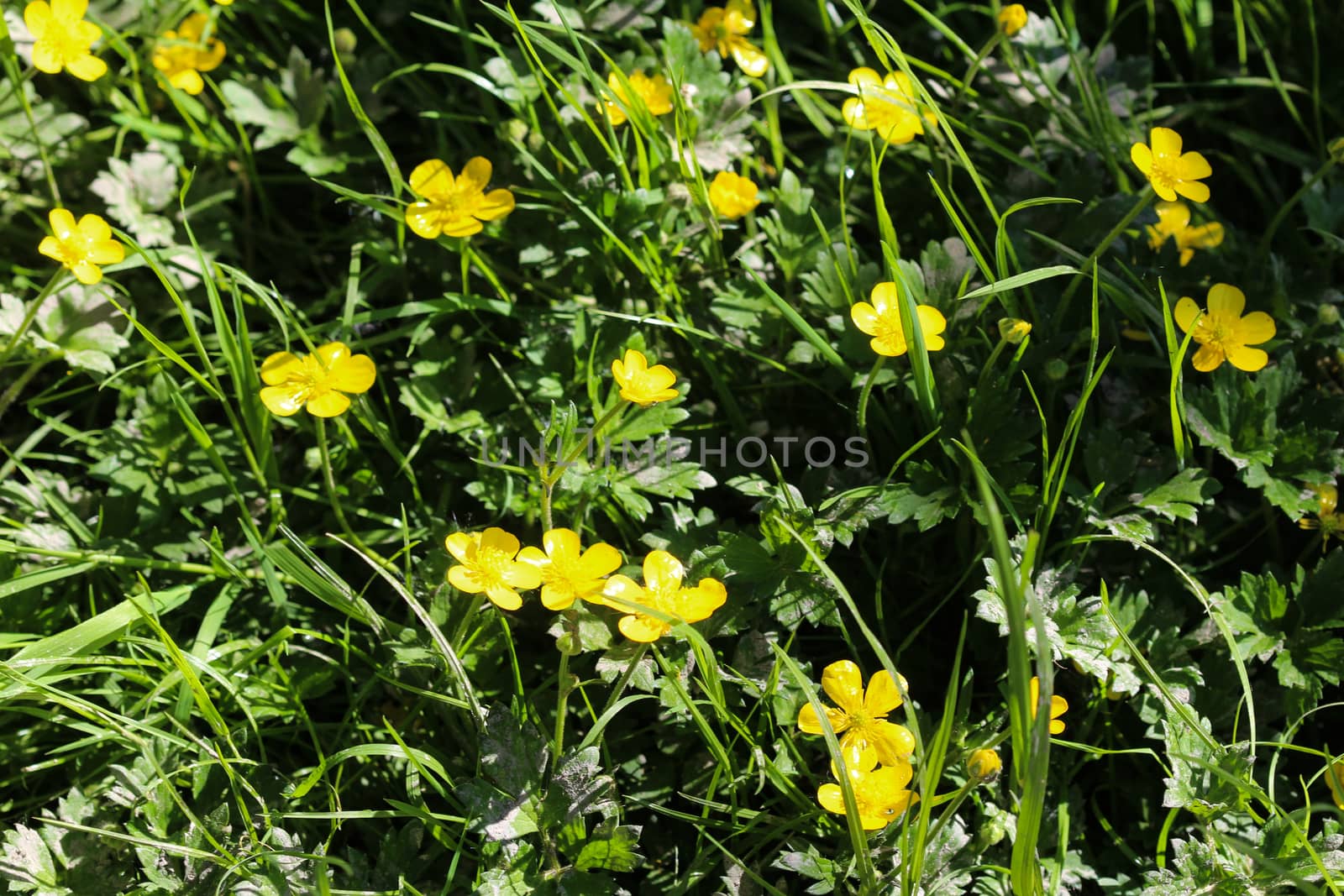 close up of common meadow buttercup or tall buttercup (Ranunculus acris) blooming in spring
