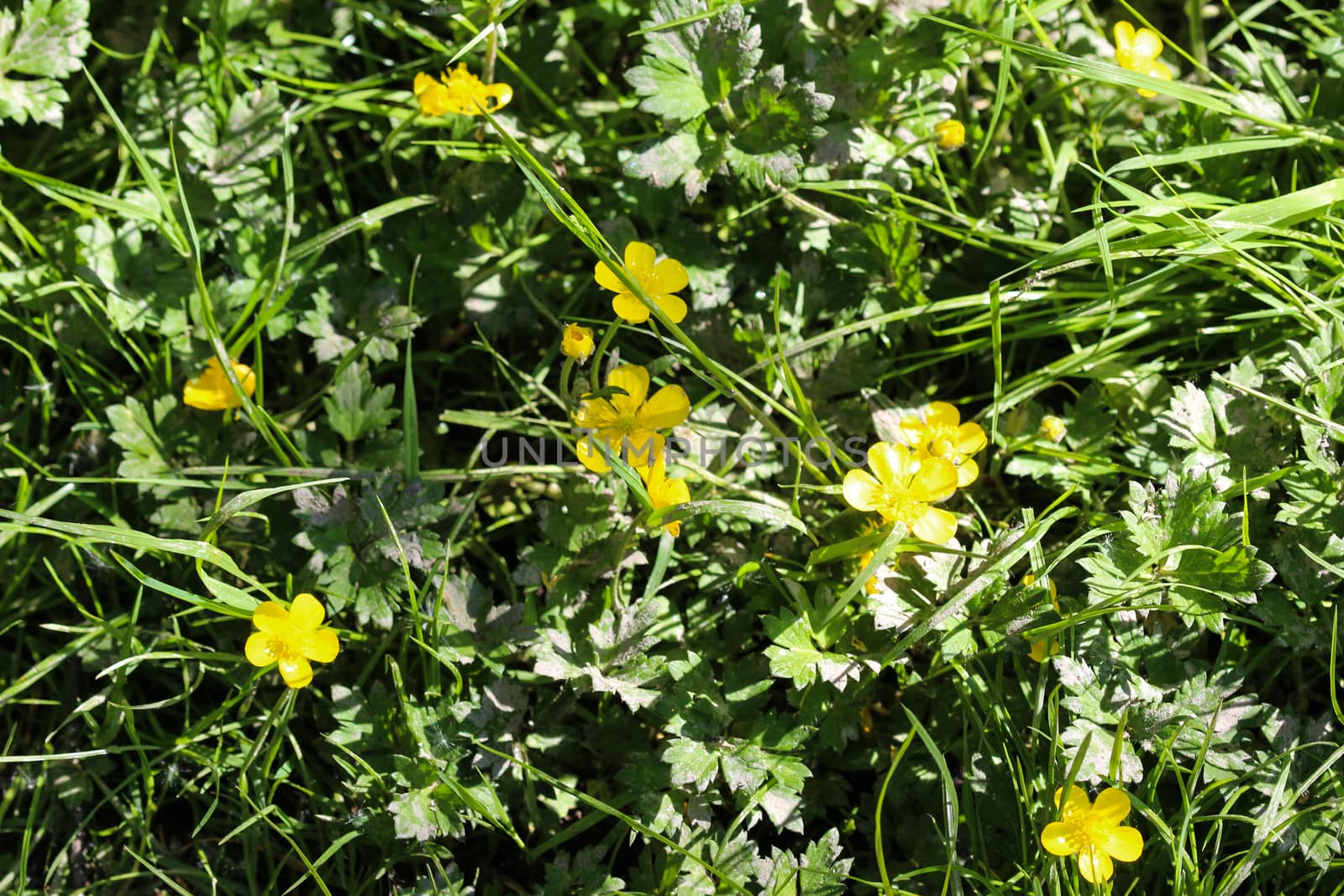 close up of common meadow buttercup or tall buttercup (Ranunculus acris) blooming in spring