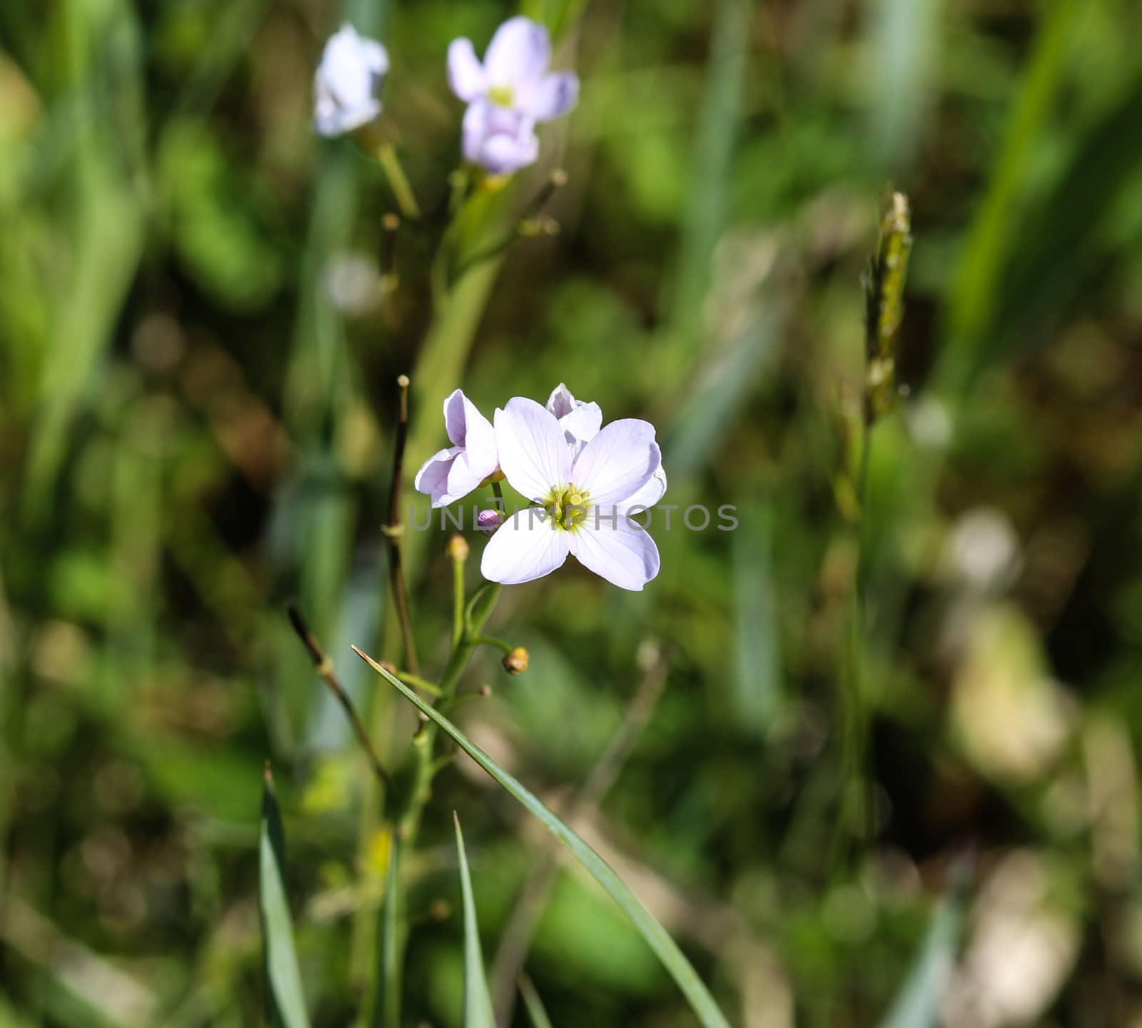 close up of large bitter cress (Cardamine amara) blooming in spring