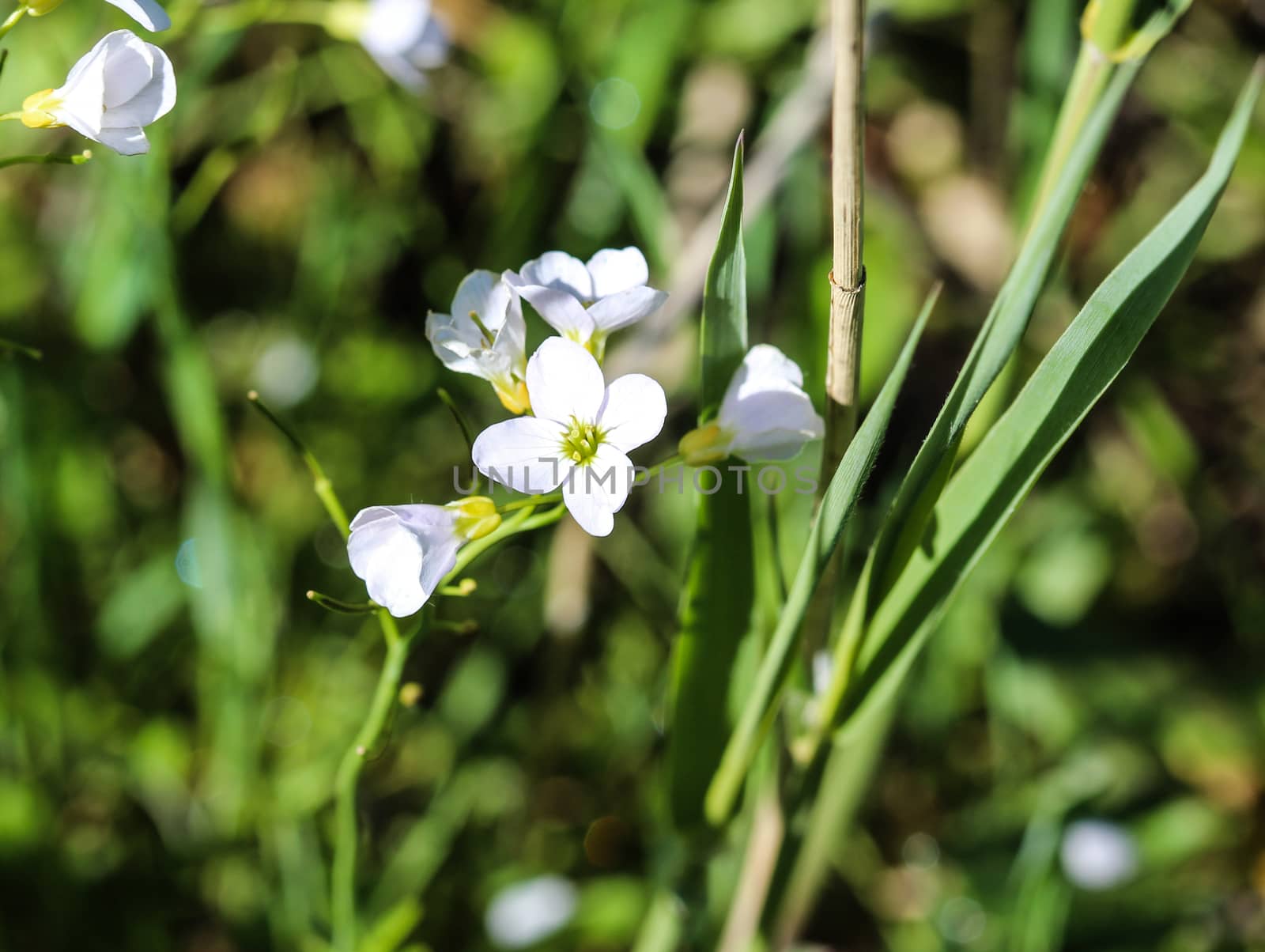 close up of large bitter cress (Cardamine amara) blooming in spring