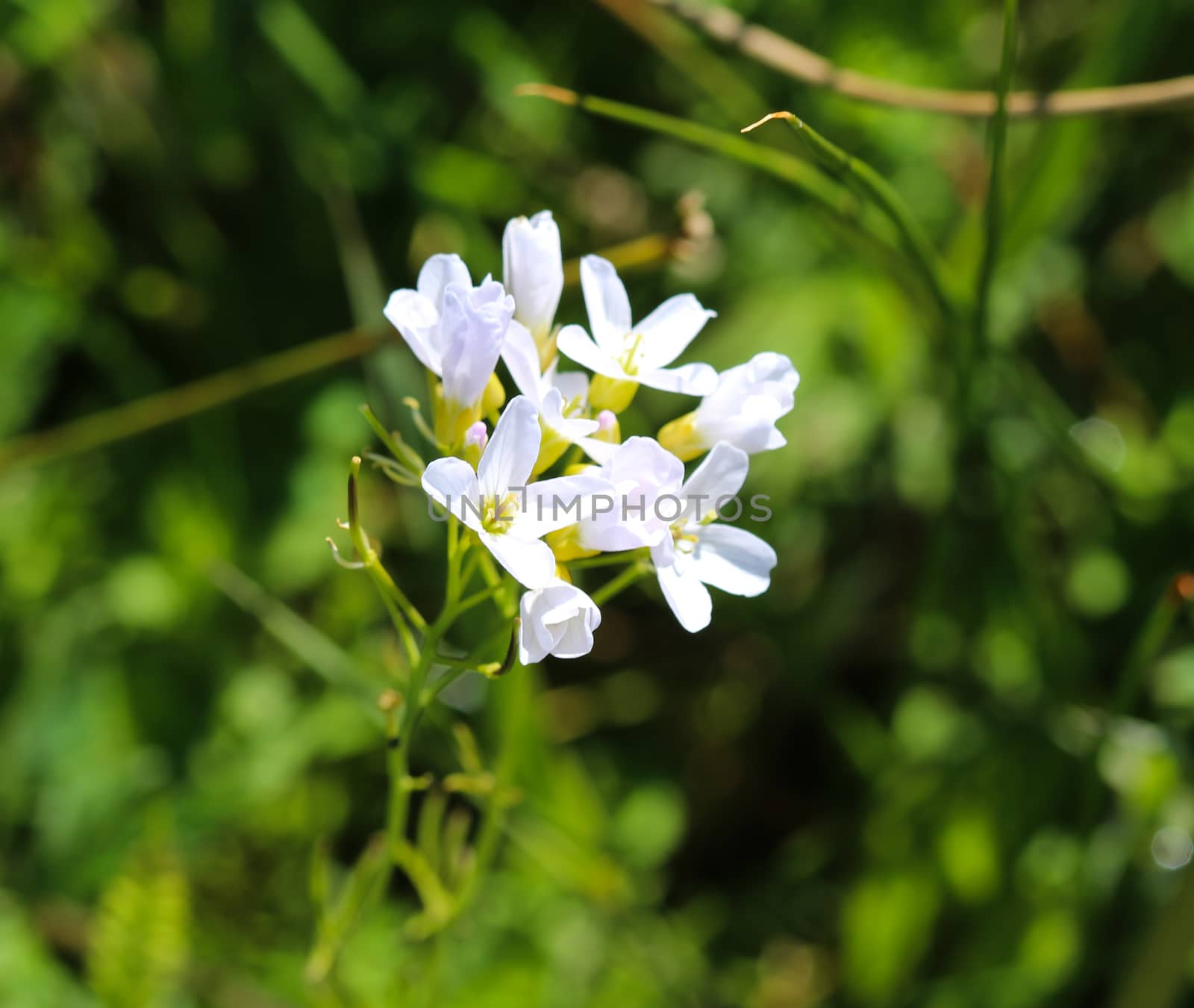 close up of large bitter cress (Cardamine amara) blooming in spring
