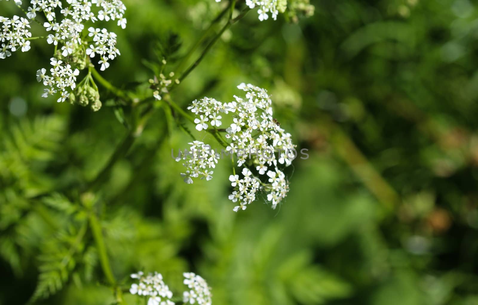 close up macro of cow parsley or wild chervil (Anthriscus sylvestris), blooming during spring