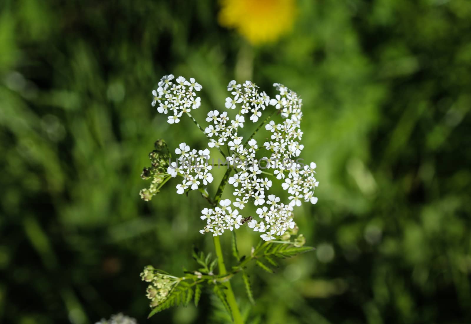 close up macro of cow parsley or wild chervil (Anthriscus sylvestris), blooming during spring