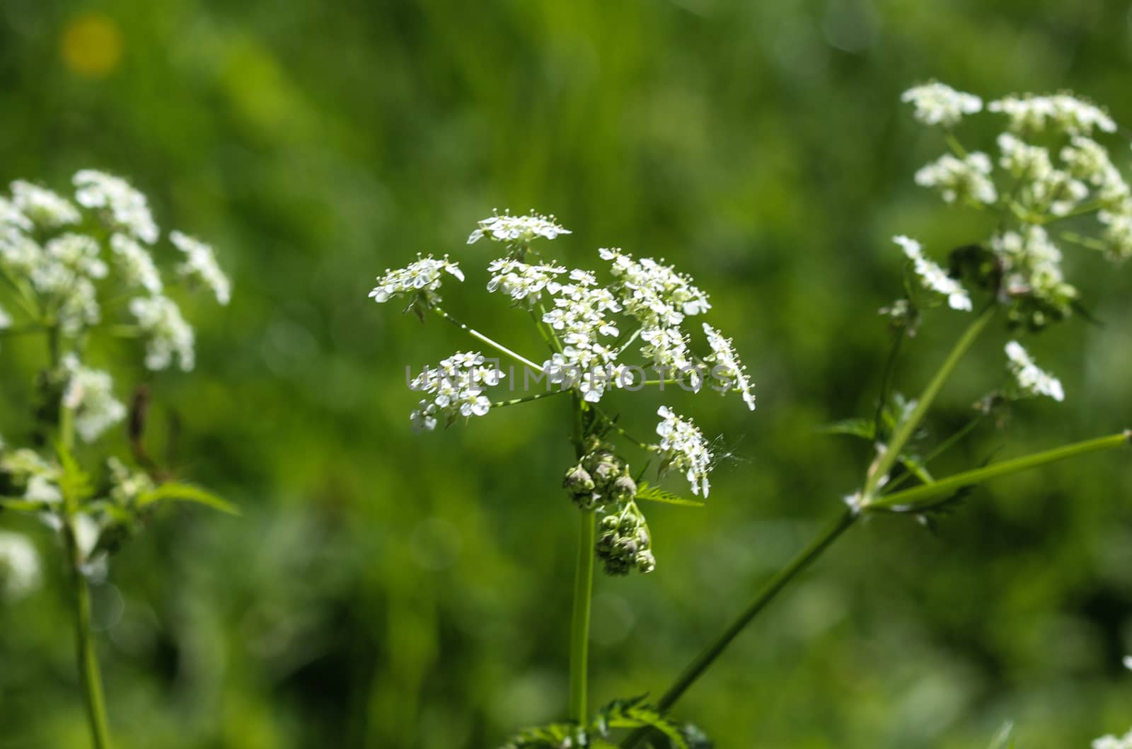 close up macro of cow parsley or wild chervil (Anthriscus sylvestris), blooming during spring