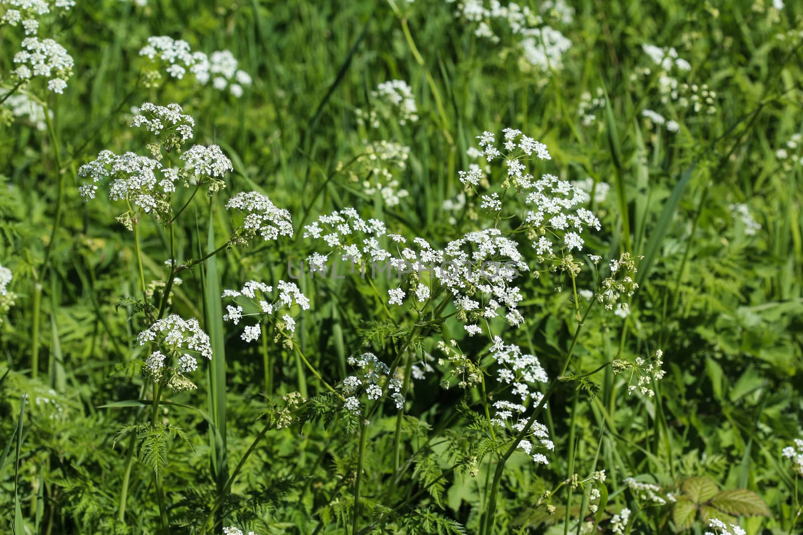 close up macro of cow parsley or wild chervil (Anthriscus sylvestris), blooming during spring