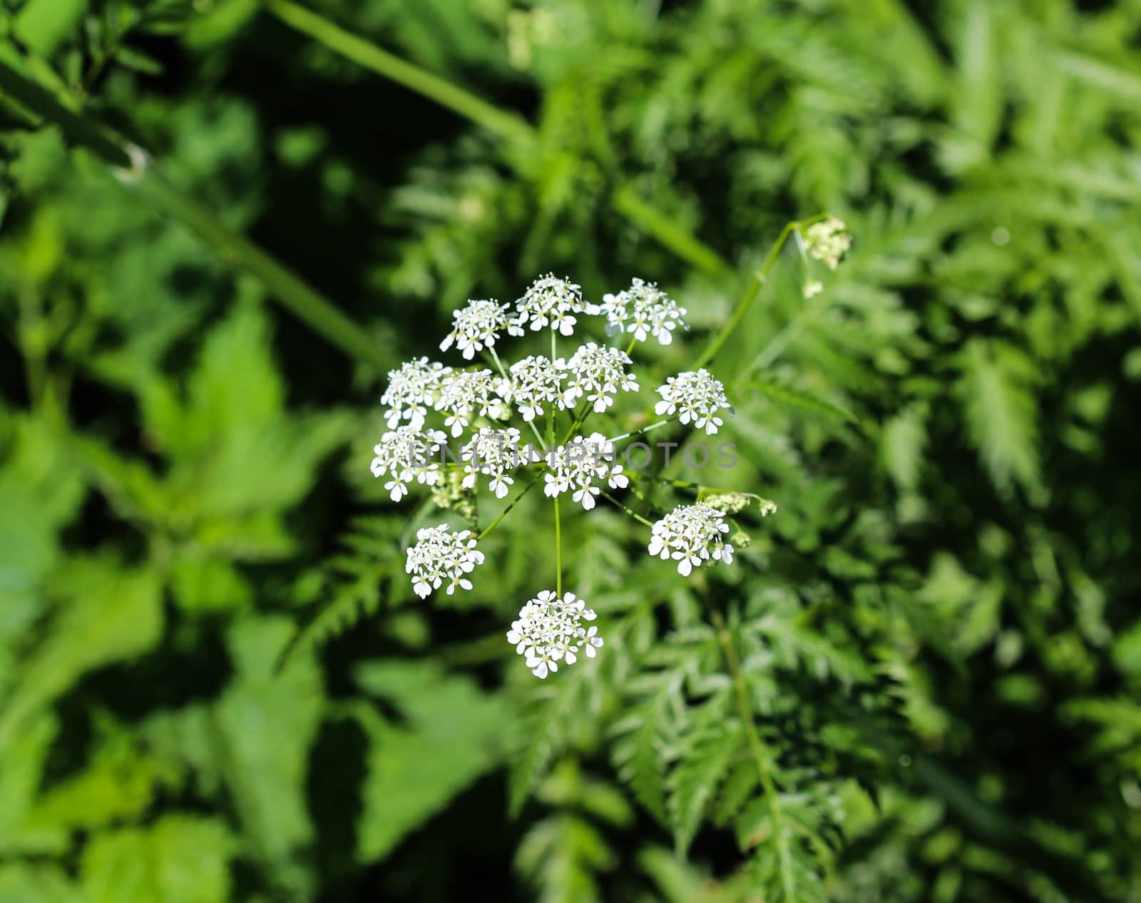 close up macro of cow parsley or wild chervil (Anthriscus sylvestris), blooming during spring