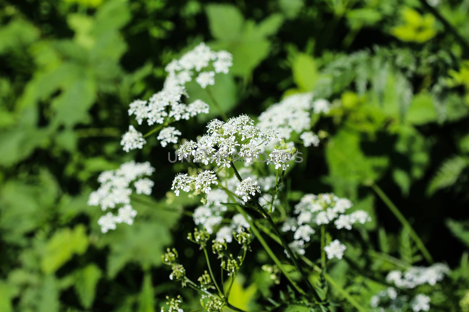 close up macro of cow parsley or wild chervil (Anthriscus sylvestris), blooming during spring