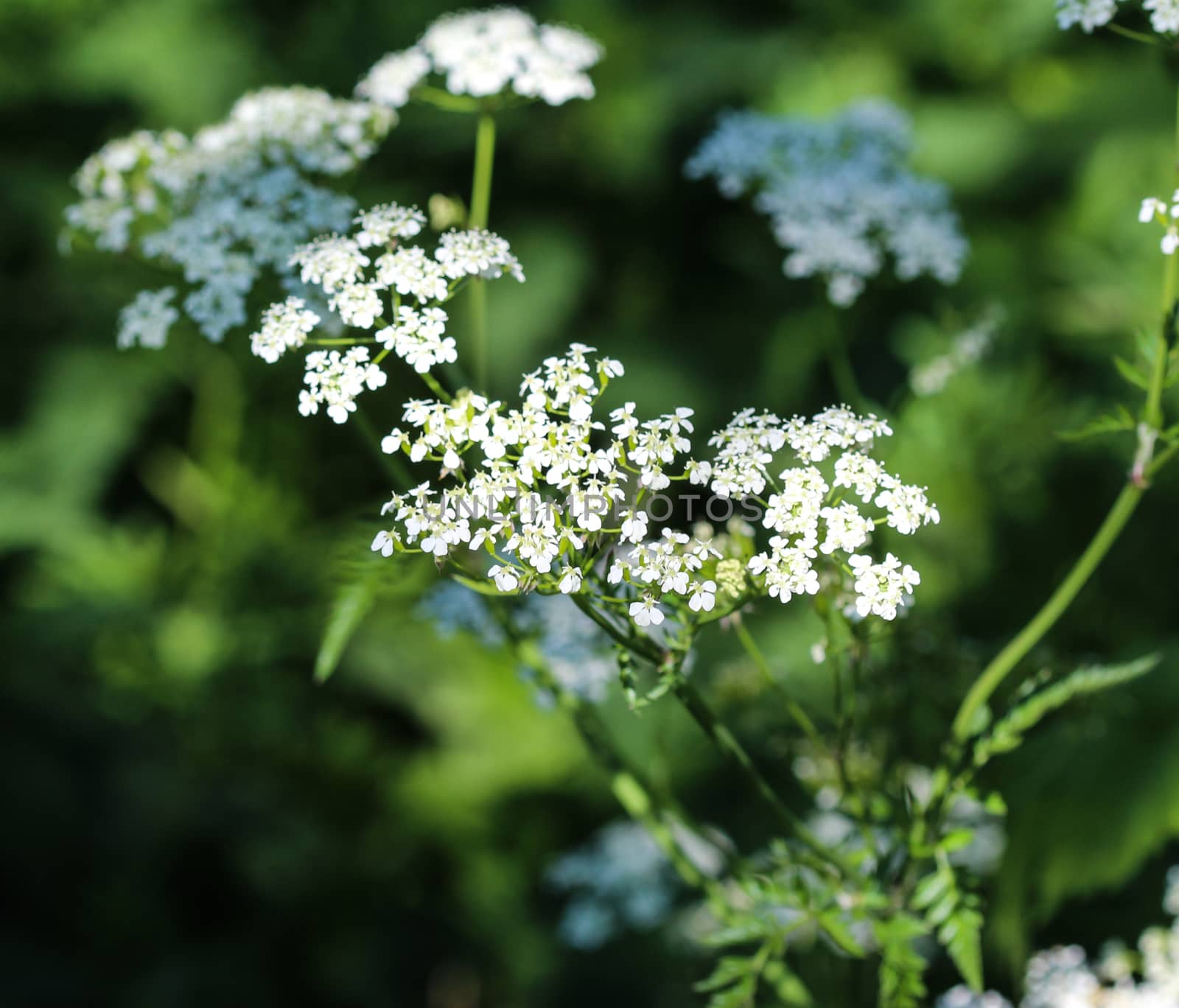 close up macro of cow parsley or wild chervil (Anthriscus sylvestris), blooming during spring