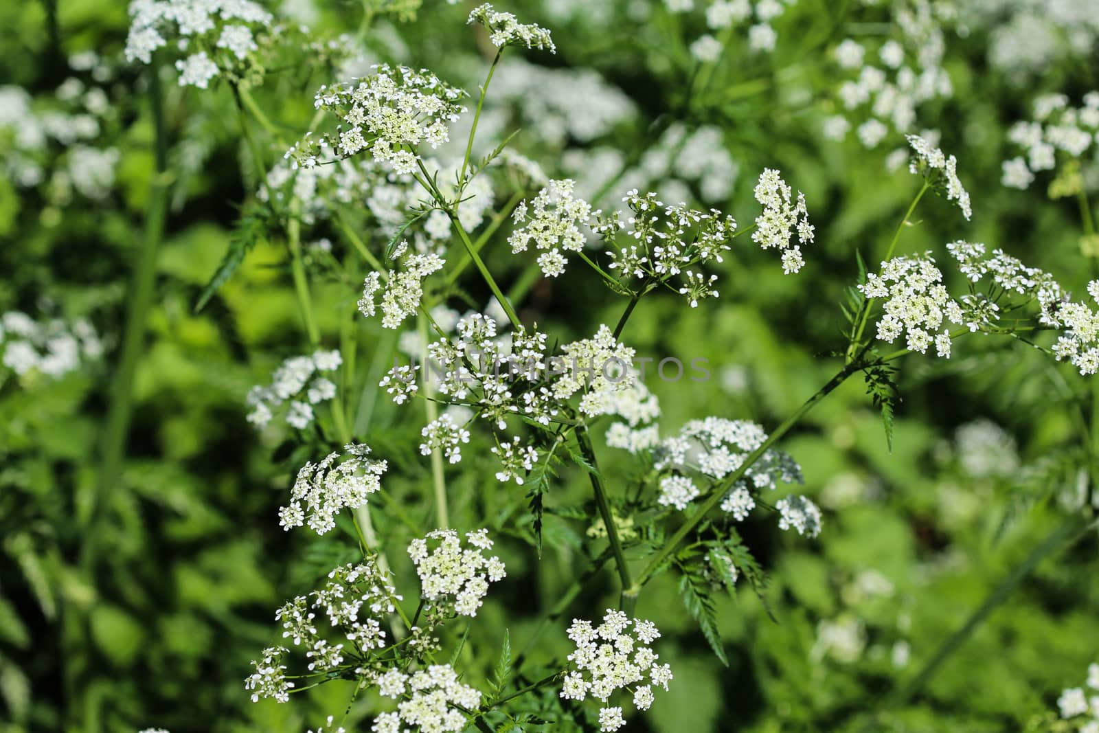 close up macro of cow parsley or wild chervil (Anthriscus sylvestris), blooming during spring