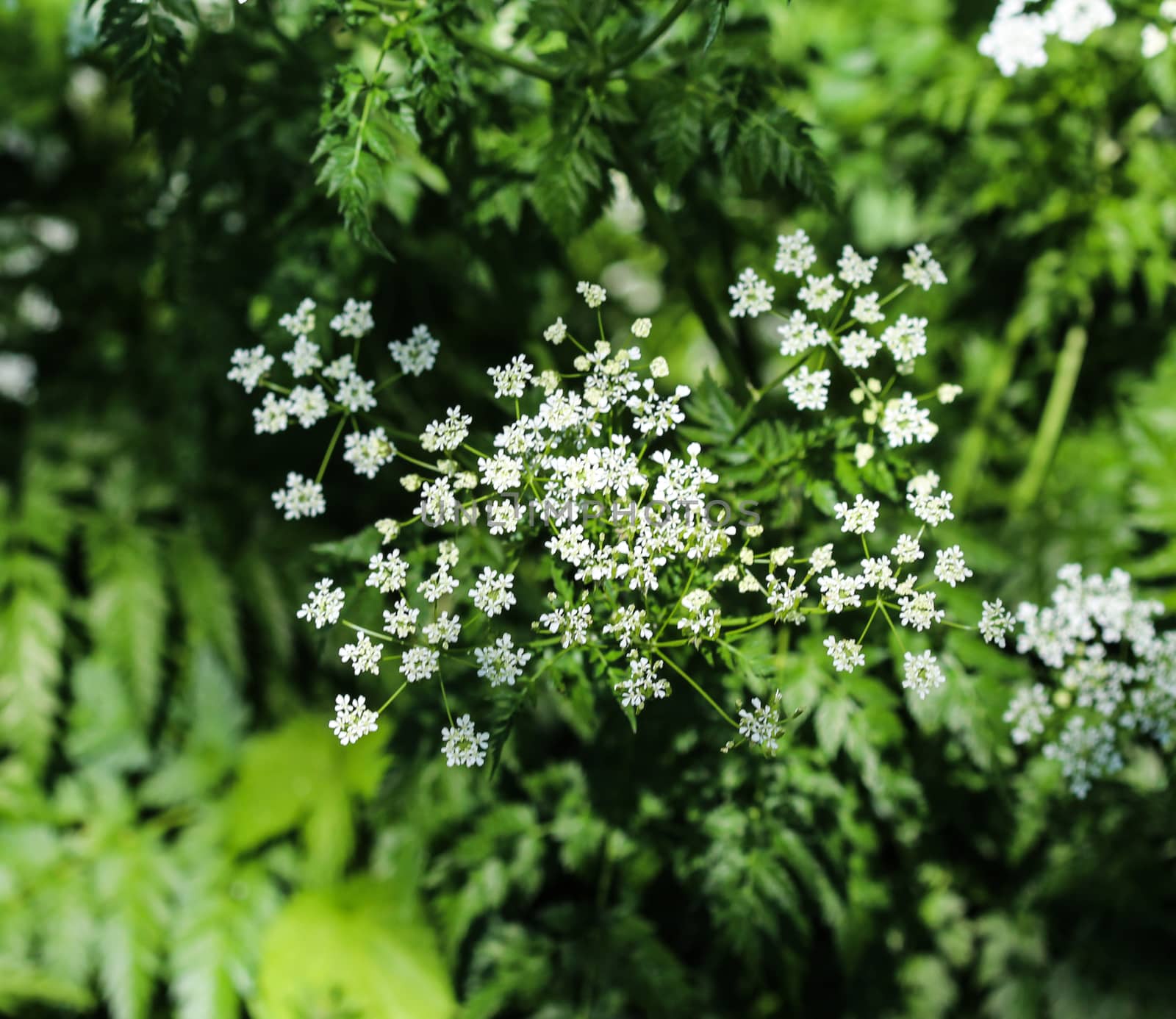 close up macro of cow parsley or wild chervil (Anthriscus sylvestris), blooming during spring
