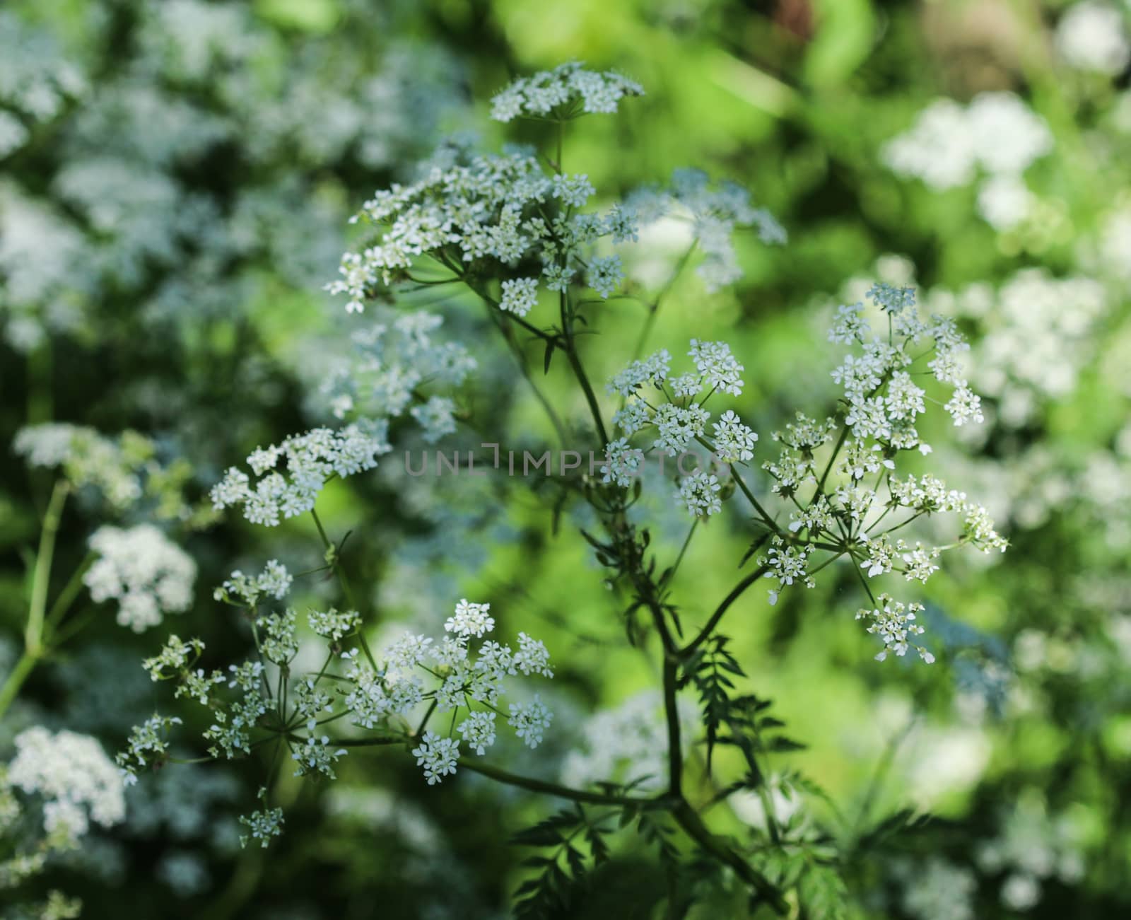 close up macro of cow parsley or wild chervil (Anthriscus sylvestris), blooming during spring