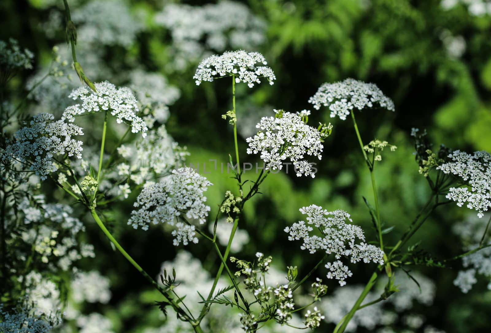 close up macro of cow parsley or wild chervil (Anthriscus sylvestris), blooming during spring