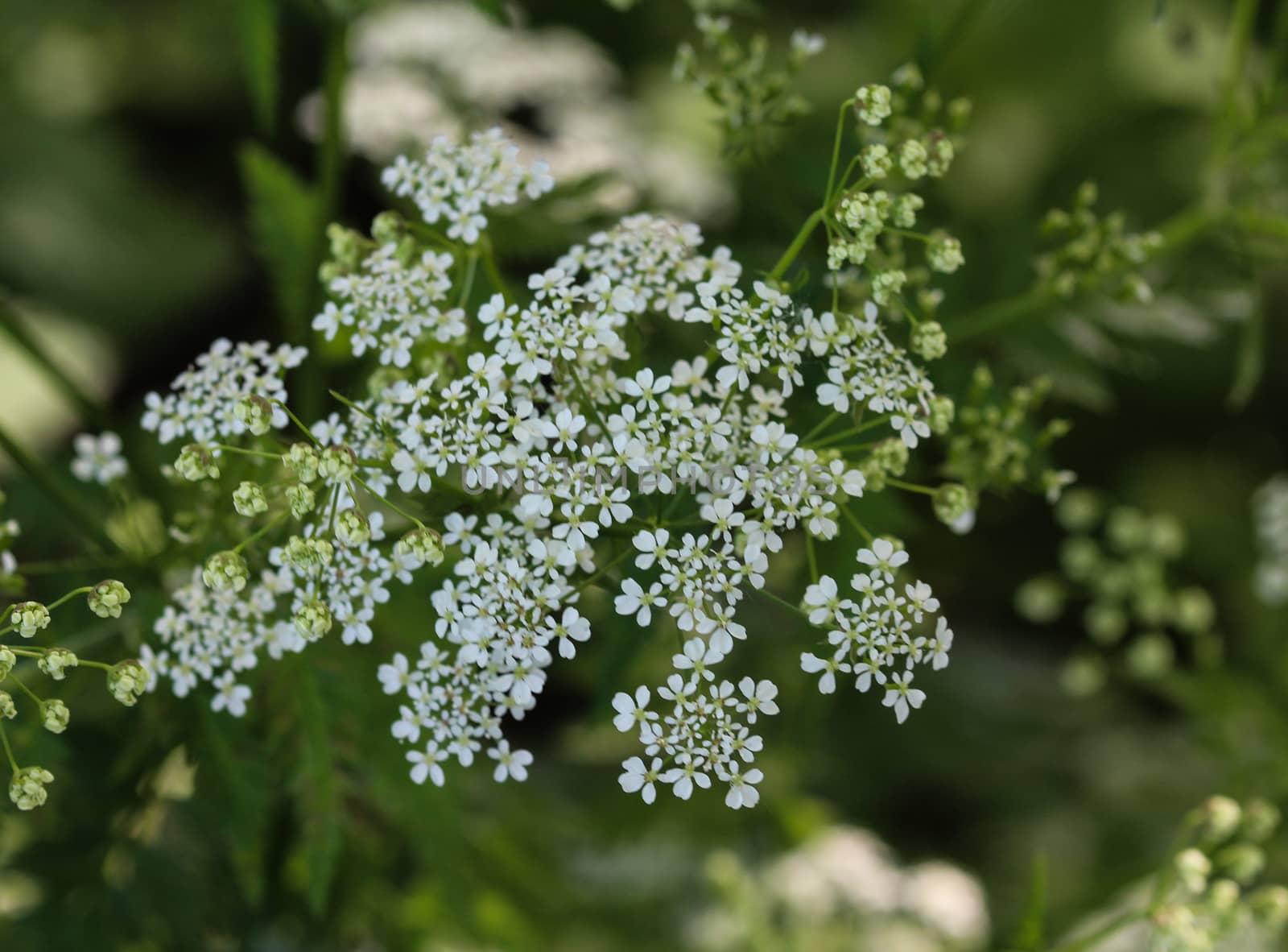 close up macro of cow parsley or wild chervil (Anthriscus sylvestris), blooming during spring