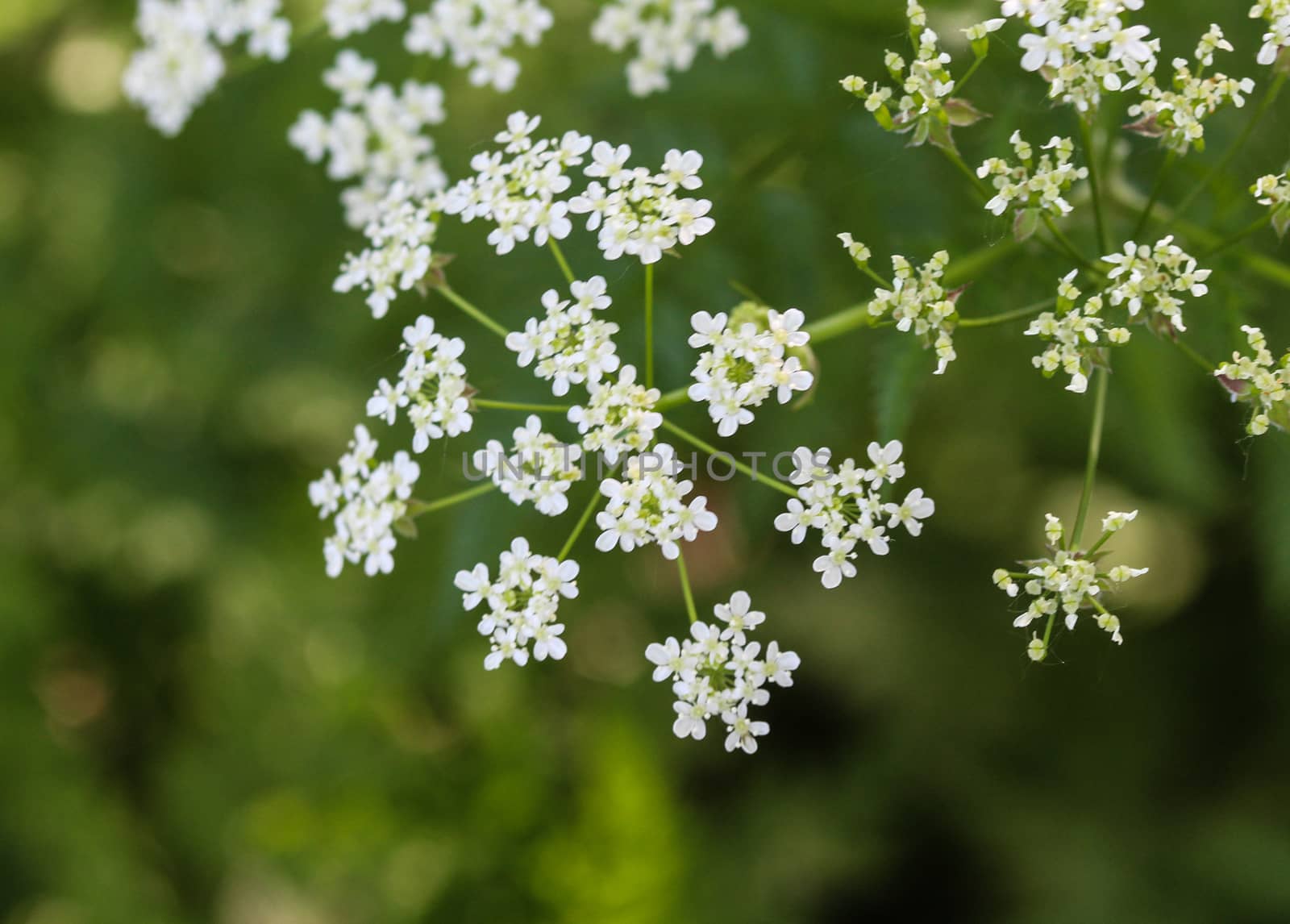 close up macro of cow parsley or wild chervil (Anthriscus sylvestris), blooming during spring