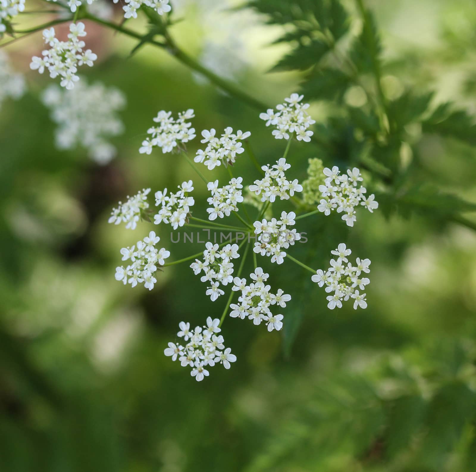 close up macro of cow parsley or wild chervil (Anthriscus sylvestris), blooming during spring