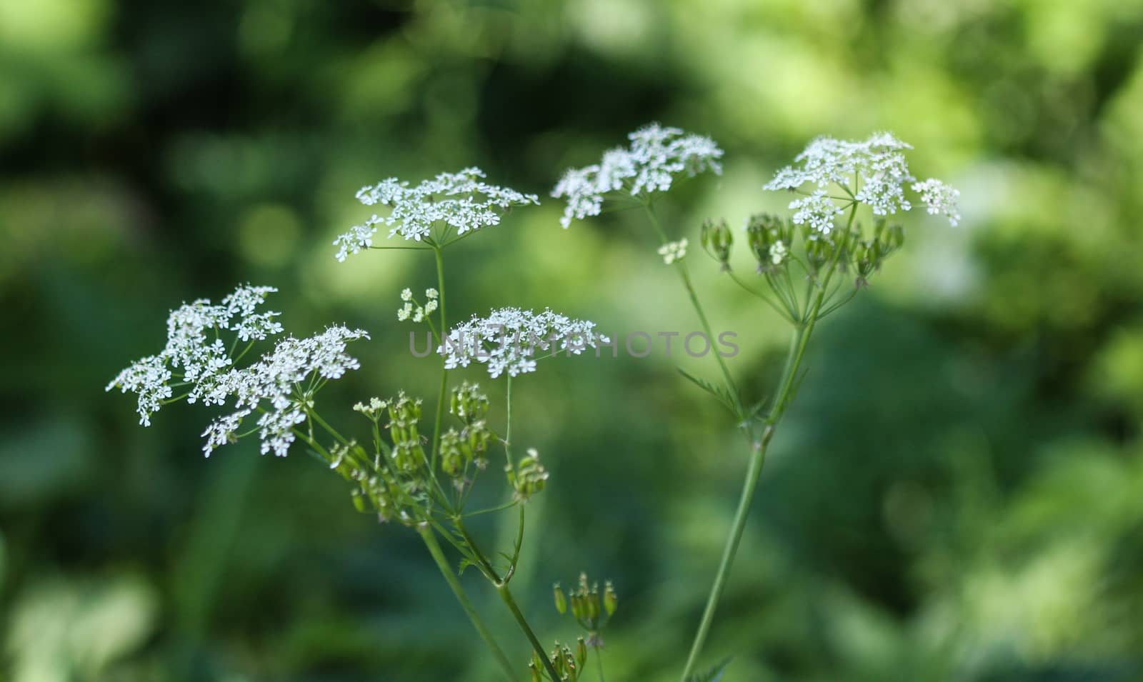 close up macro of cow parsley or wild chervil (Anthriscus sylvestris), blooming during spring