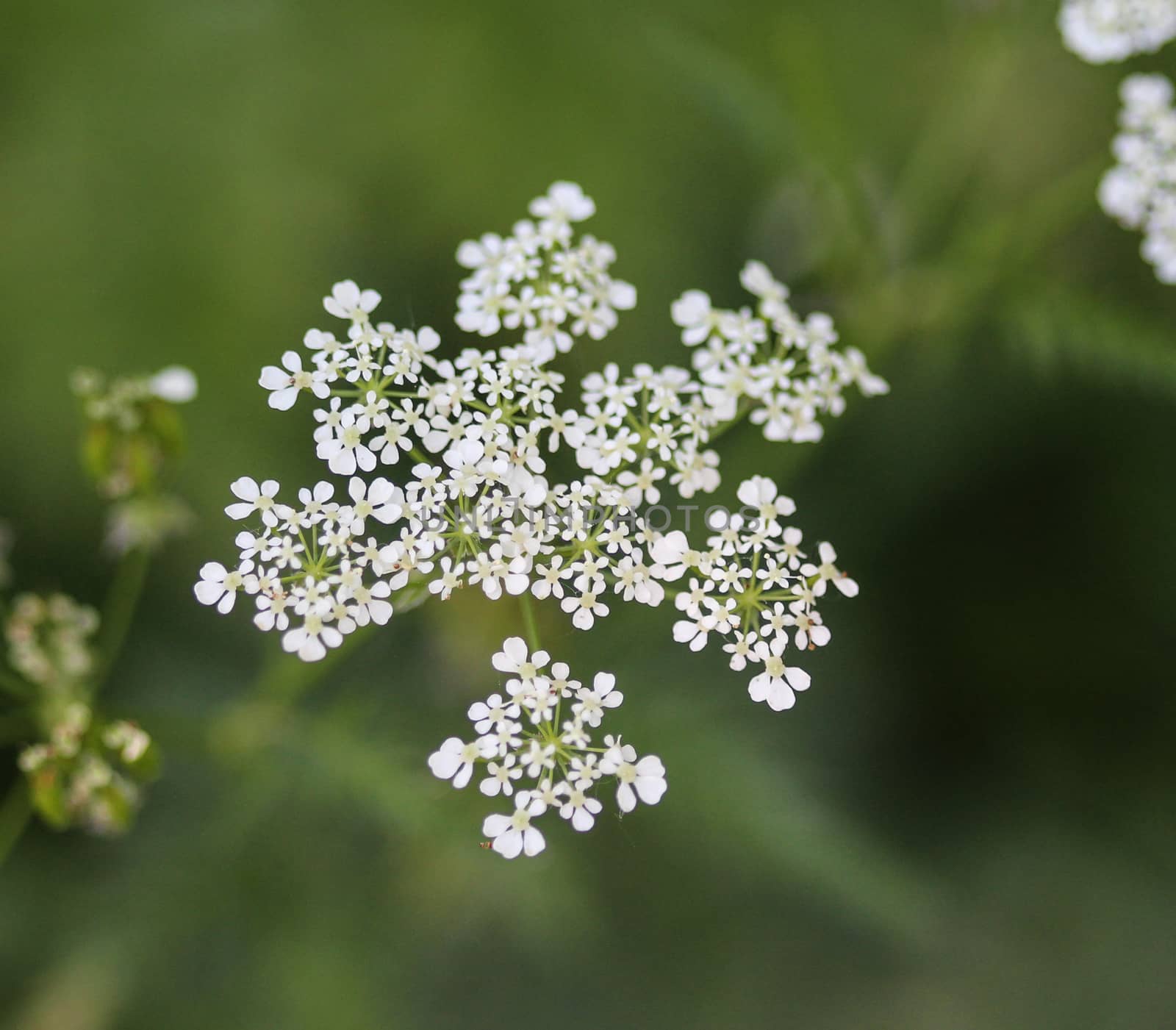 close up macro of cow parsley or wild chervil (Anthriscus sylvestris), blooming during spring