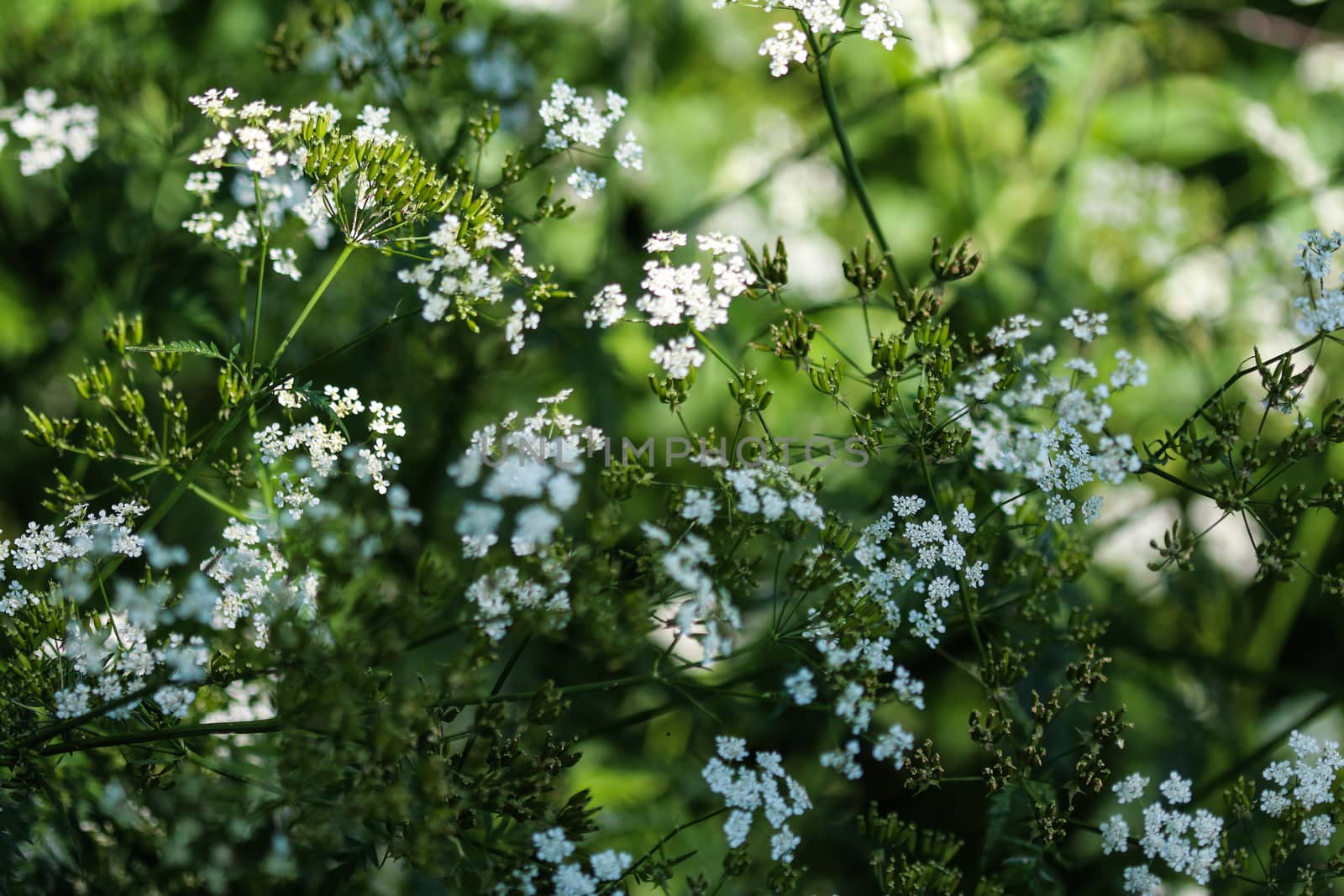 close up macro of cow parsley or wild chervil (Anthriscus sylvestris), blooming during spring