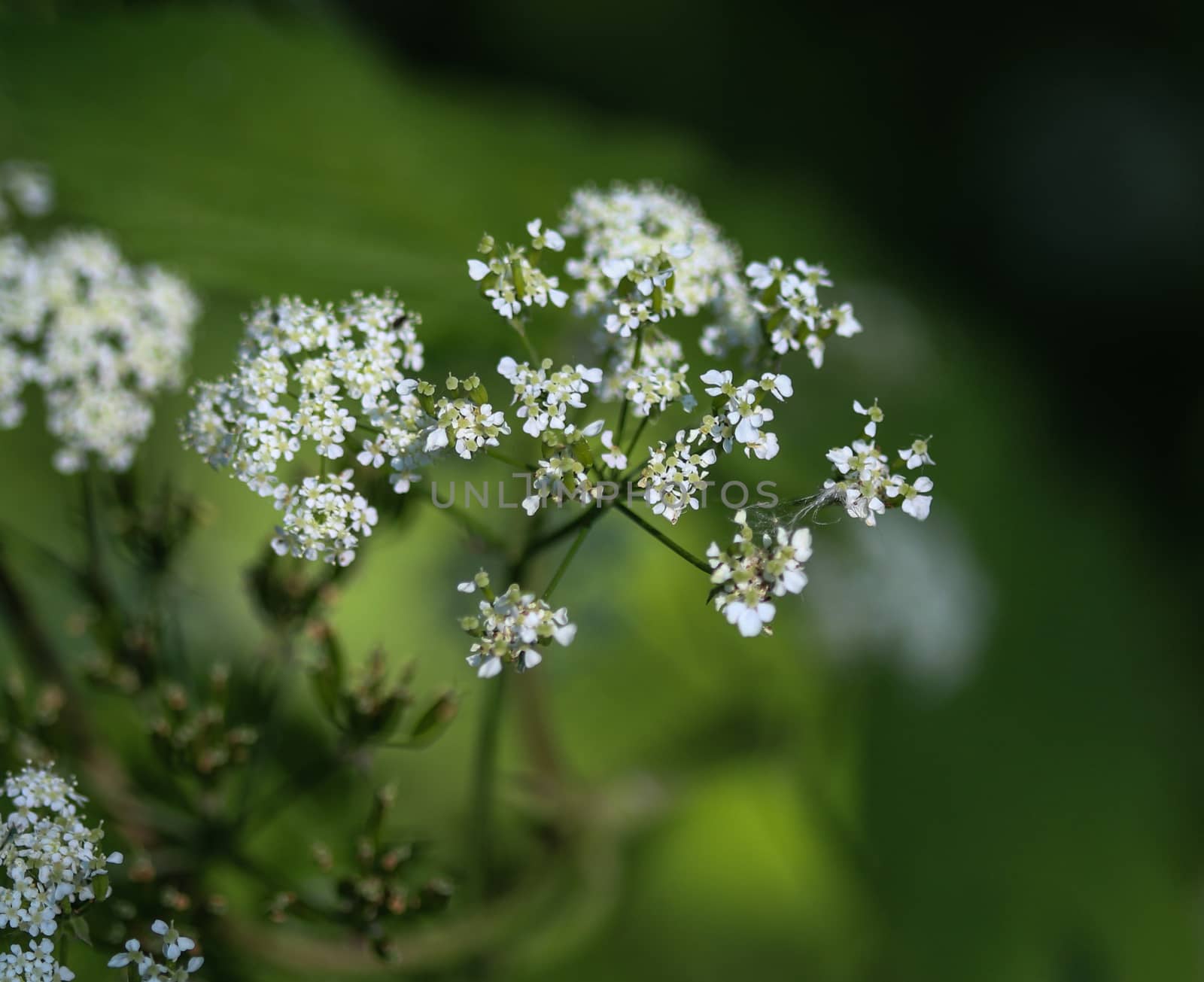 close up macro of cow parsley or wild chervil (Anthriscus sylvestris), blooming during spring