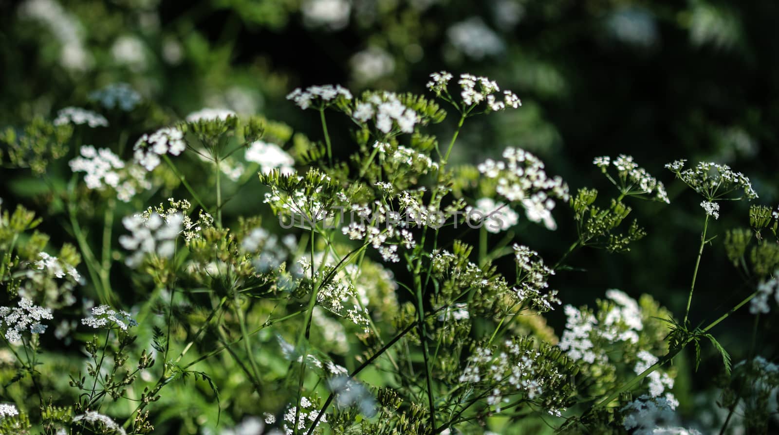 close up macro of cow parsley or wild chervil (Anthriscus sylvestris), blooming during spring
