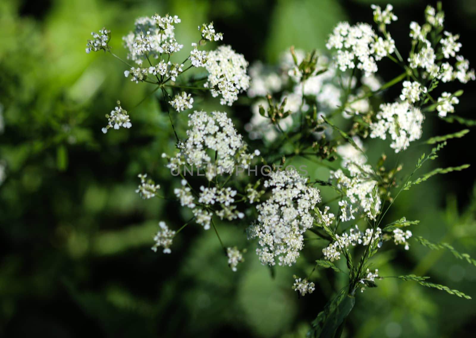 close up macro of cow parsley or wild chervil (Anthriscus sylvestris), blooming during spring