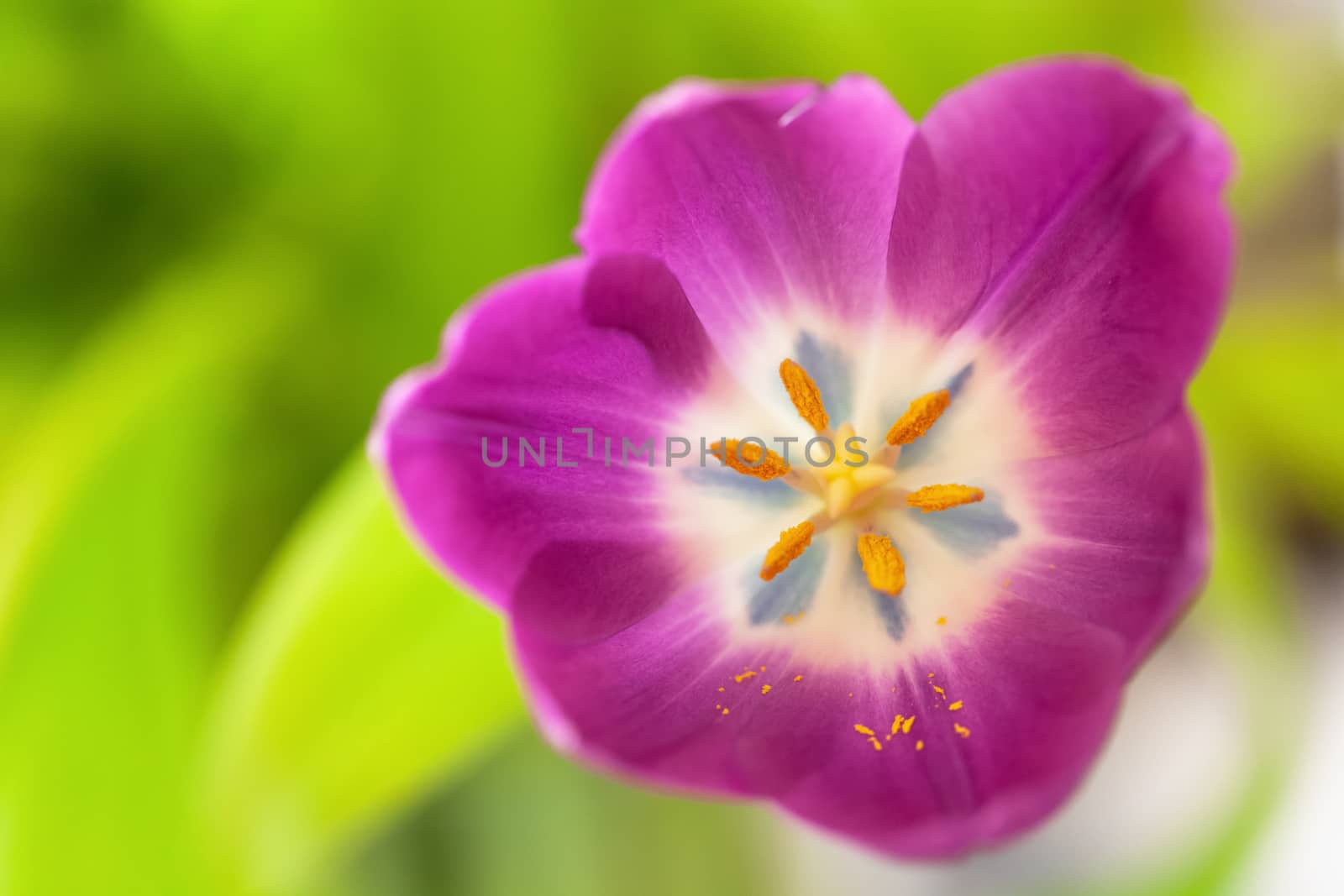 Pink tulip on green blurred background. Macro. Abstract. Close-up. Horizontal. Mock up with copy space for greeting card, invitation, social media, flower delivery, Mother's day, Women's Day.