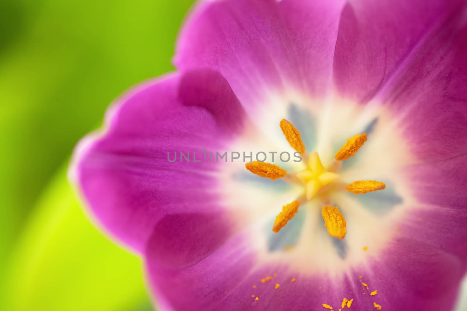 Pink tulip on green blurred background. Macro. Abstract. Close-up. Horizontal. Mock up with copy space for greeting card, invitation, social media, flower delivery, Mother's day, Women's Day