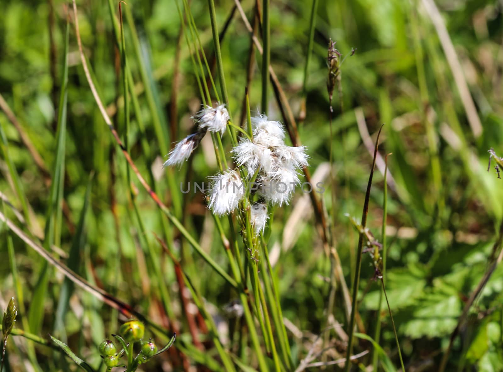 hare's tail cottongrass or tussock cottongrass (Eriophorum vaginatum) in wetland, blooming in spring by michaelmeijer