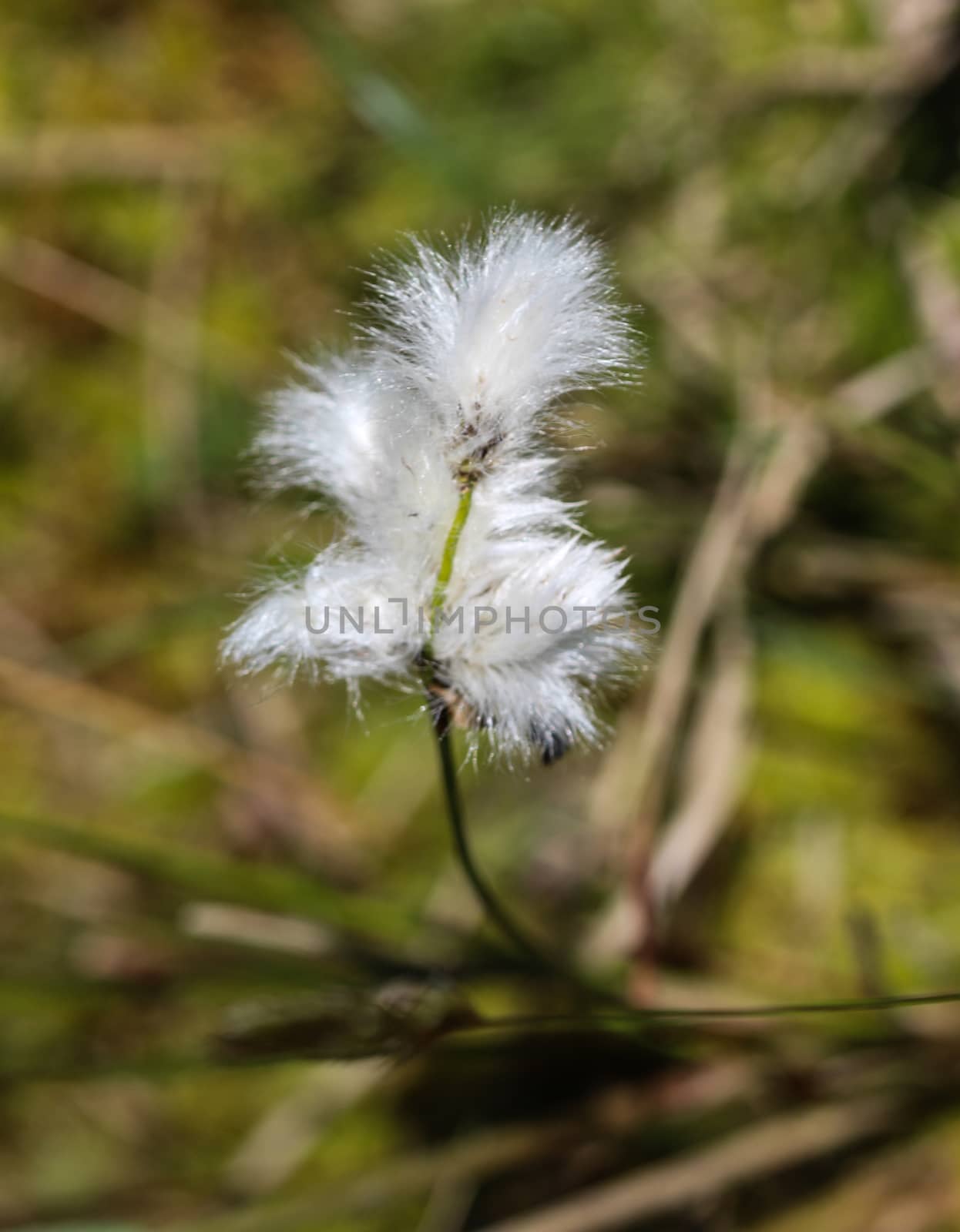 Close up of hare's tail cottongrass or tussock cottongrass (Eriophorum vaginatum) in wetland, blooming in spring
