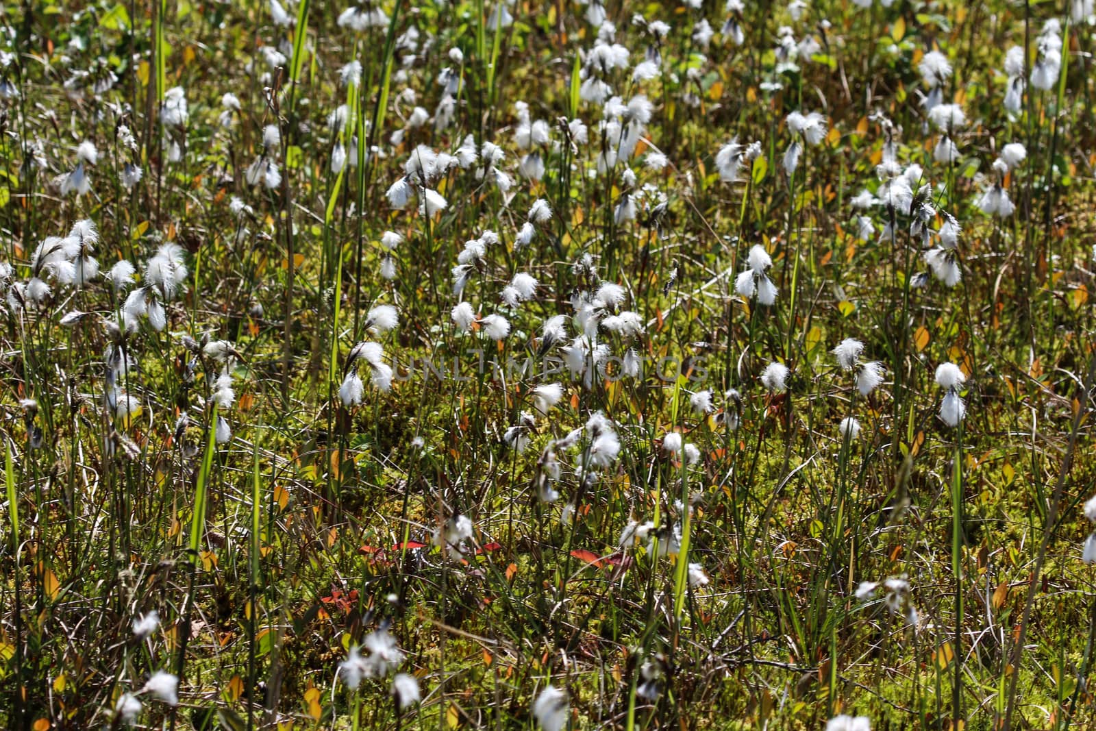 Close up of hare's tail cottongrass or tussock cottongrass (Eriophorum vaginatum) in wetland, blooming in spring