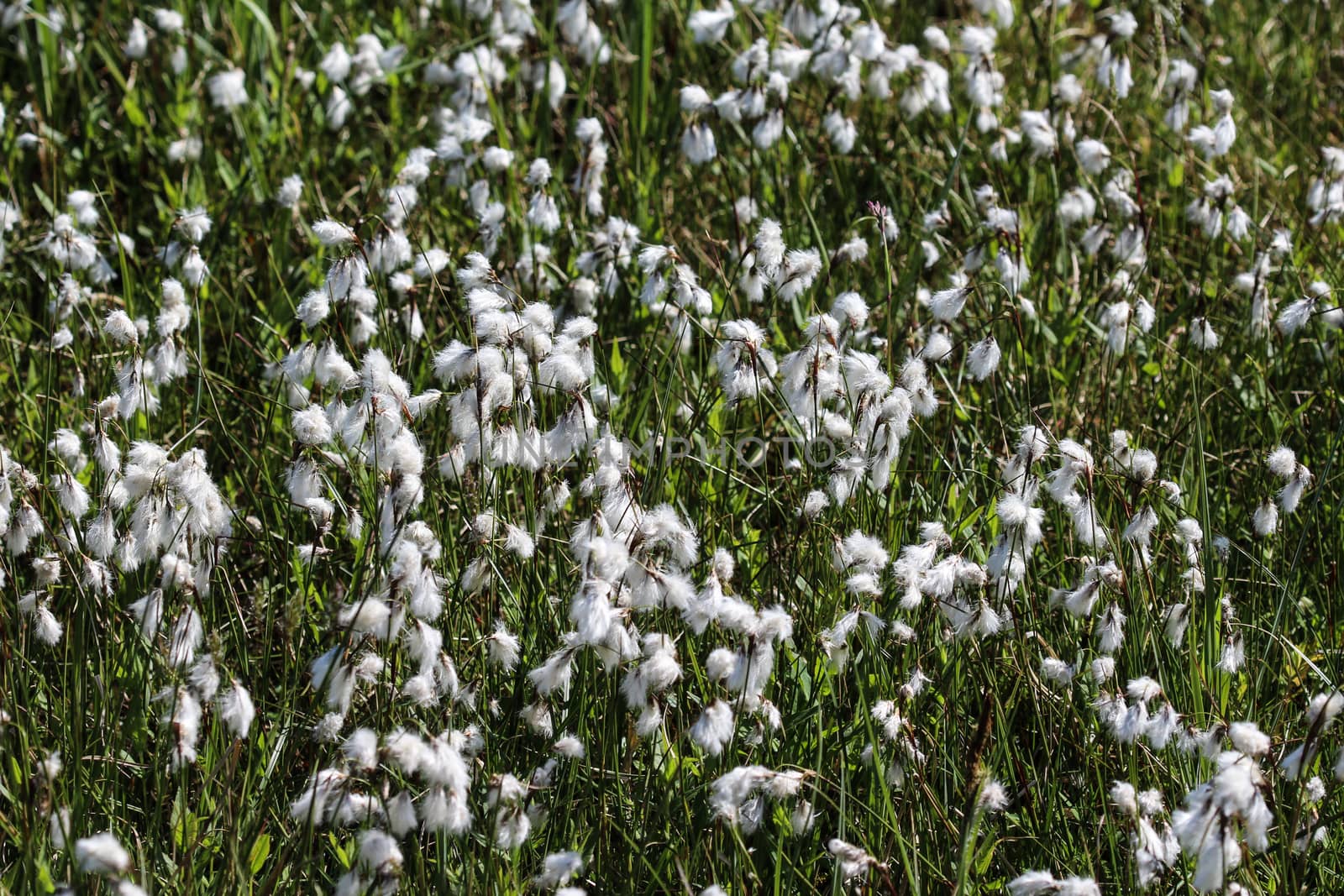 hare's tail cottongrass or tussock cottongrass (Eriophorum vaginatum) in wetland, blooming in spring by michaelmeijer